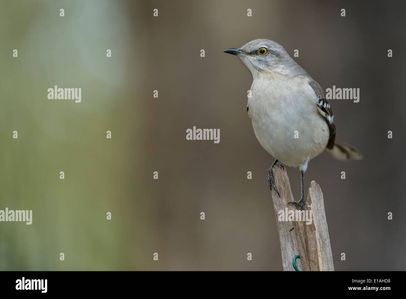 Mockingbird Banque D'Images