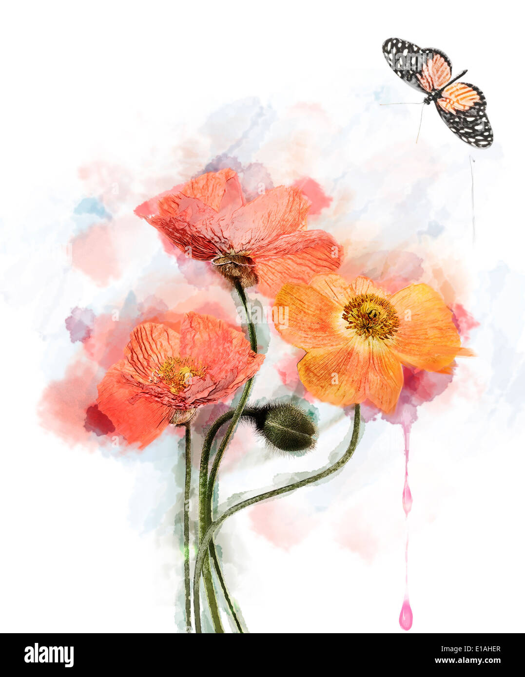 Image Fleurs de pavot rouge Aquarelle.Digital Painting Banque D'Images