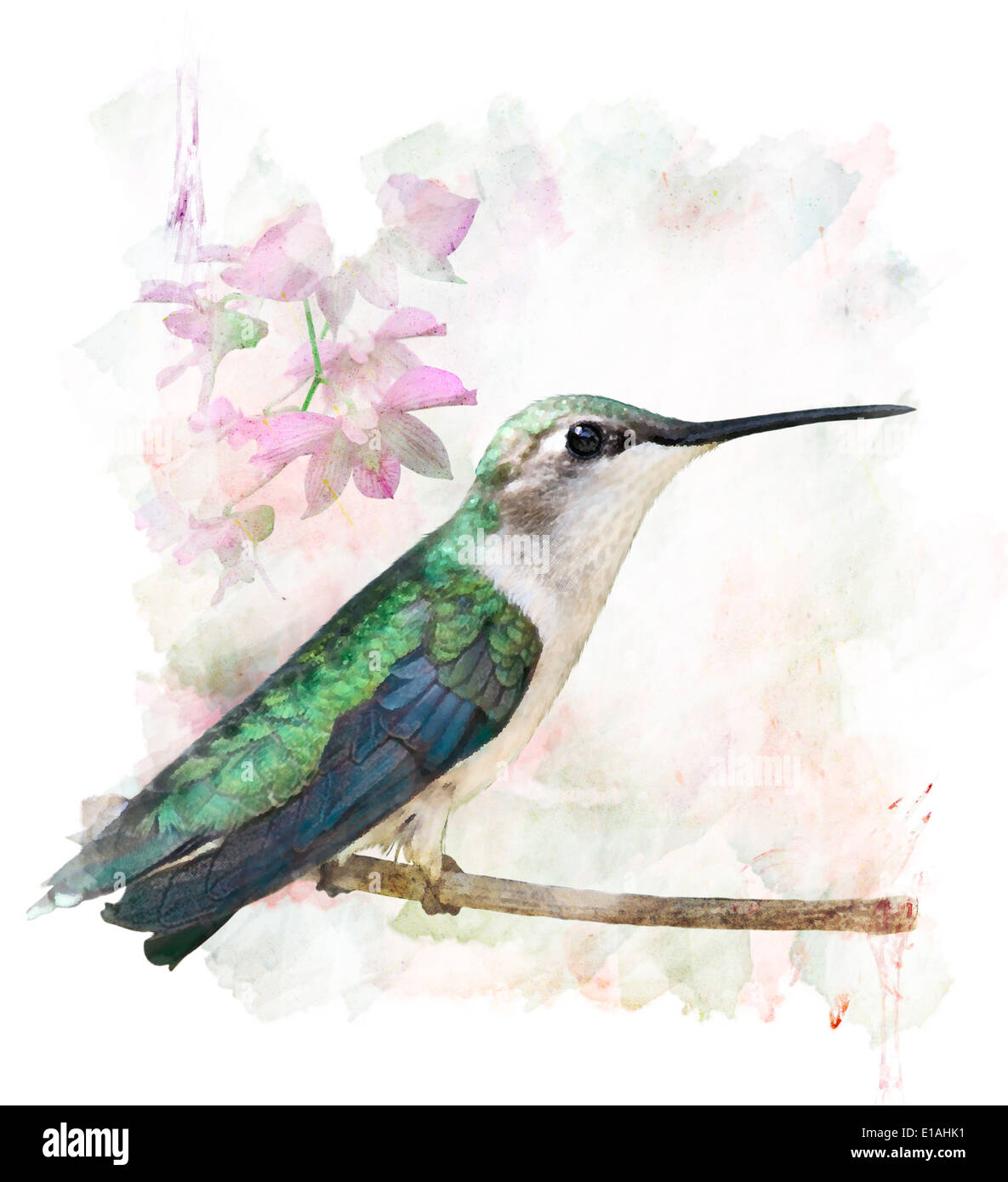 Aquarelle peinture digitale de Hummingbird Perching Banque D'Images