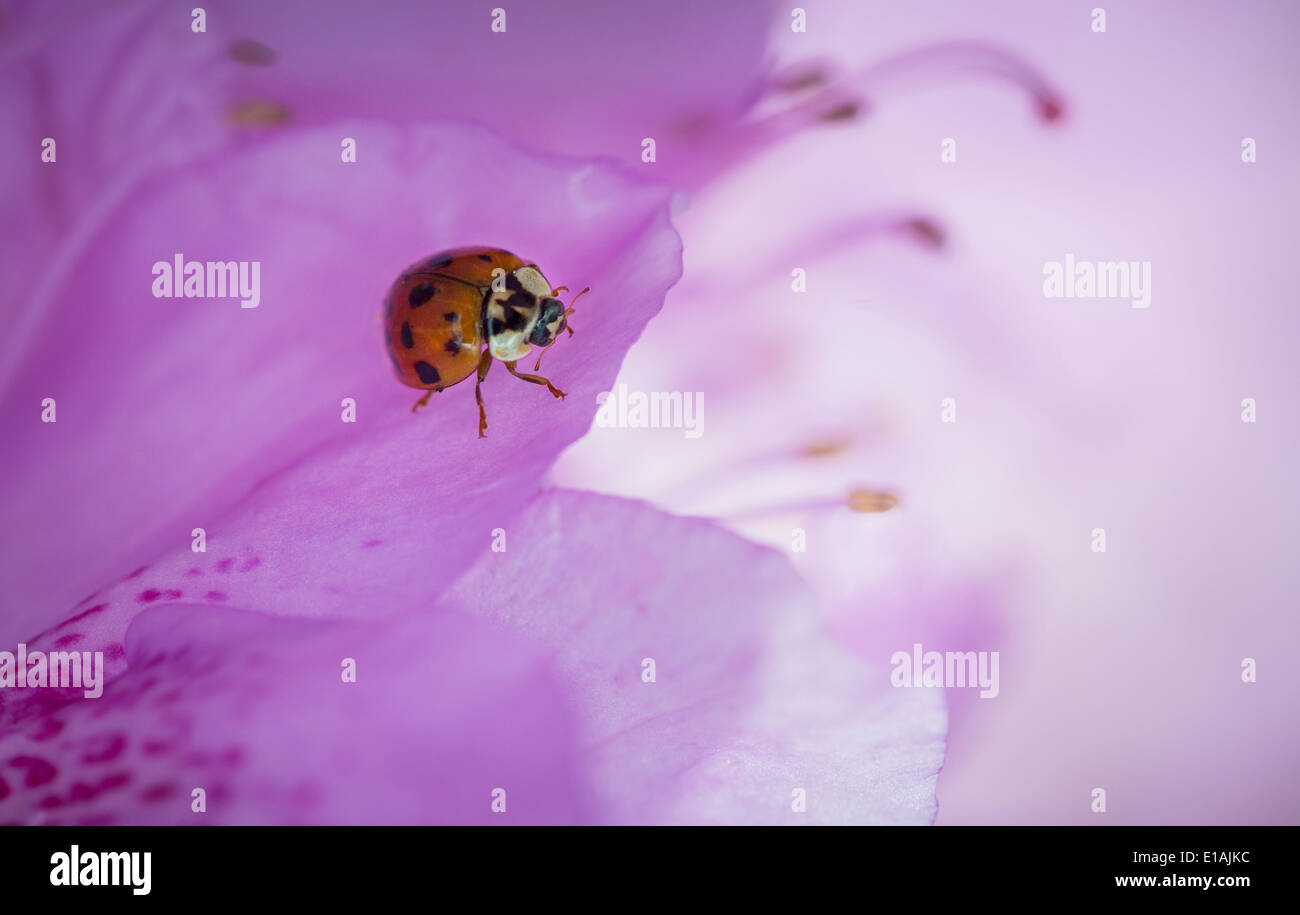 Coccinelle sur Fleur Rhododendron mauve Banque D'Images