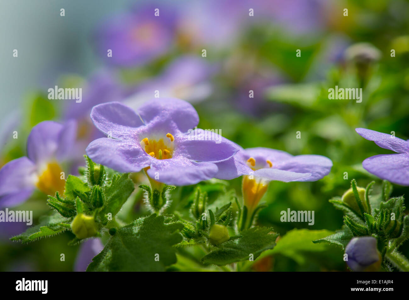 Bacopa Scopia Bleu Fleur Sensation Gullivers Banque D'Images