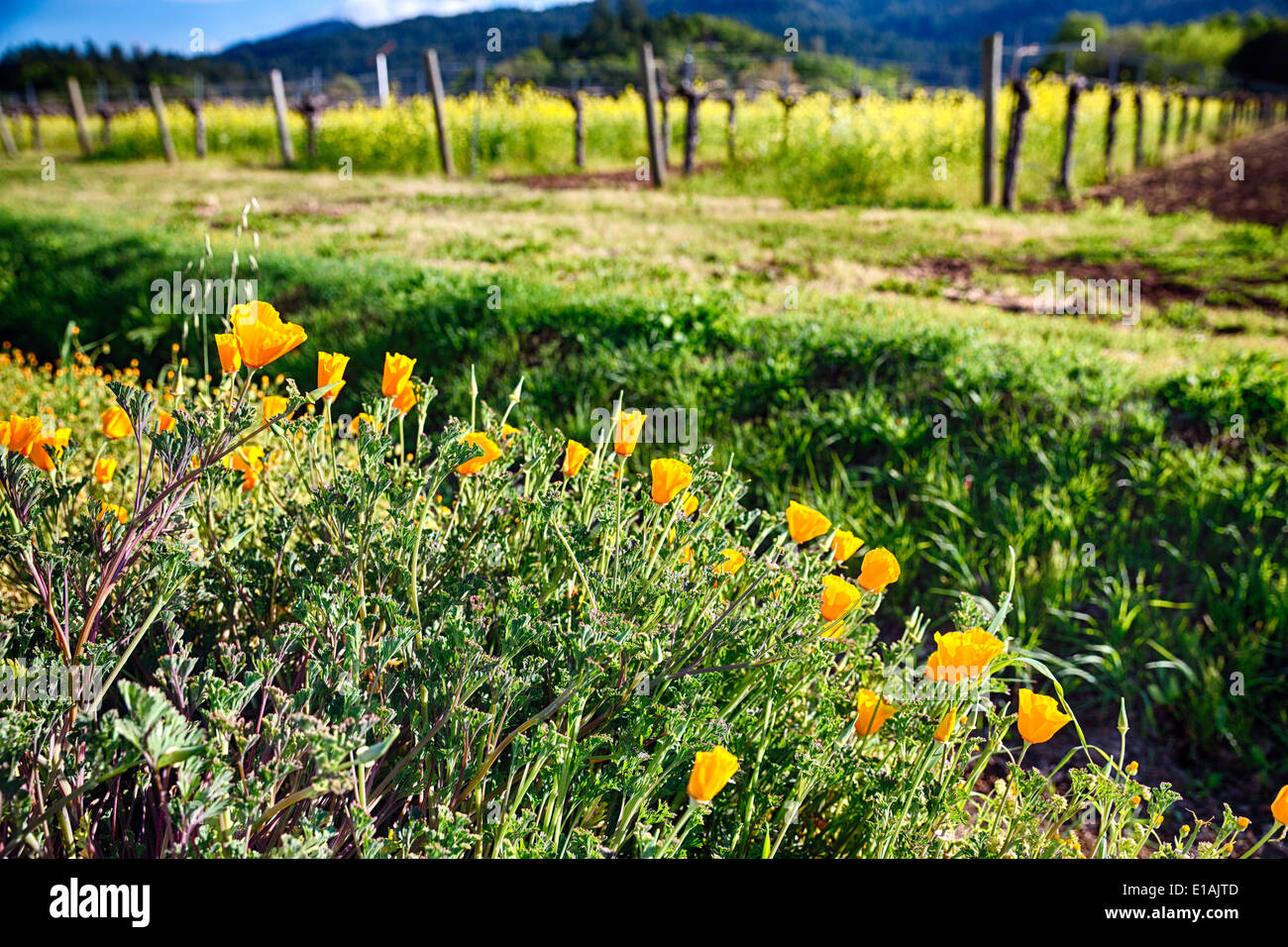 Vue rapprochée de coquelicots de Californie jaune fleurir dans Napa Valley, Californie Banque D'Images