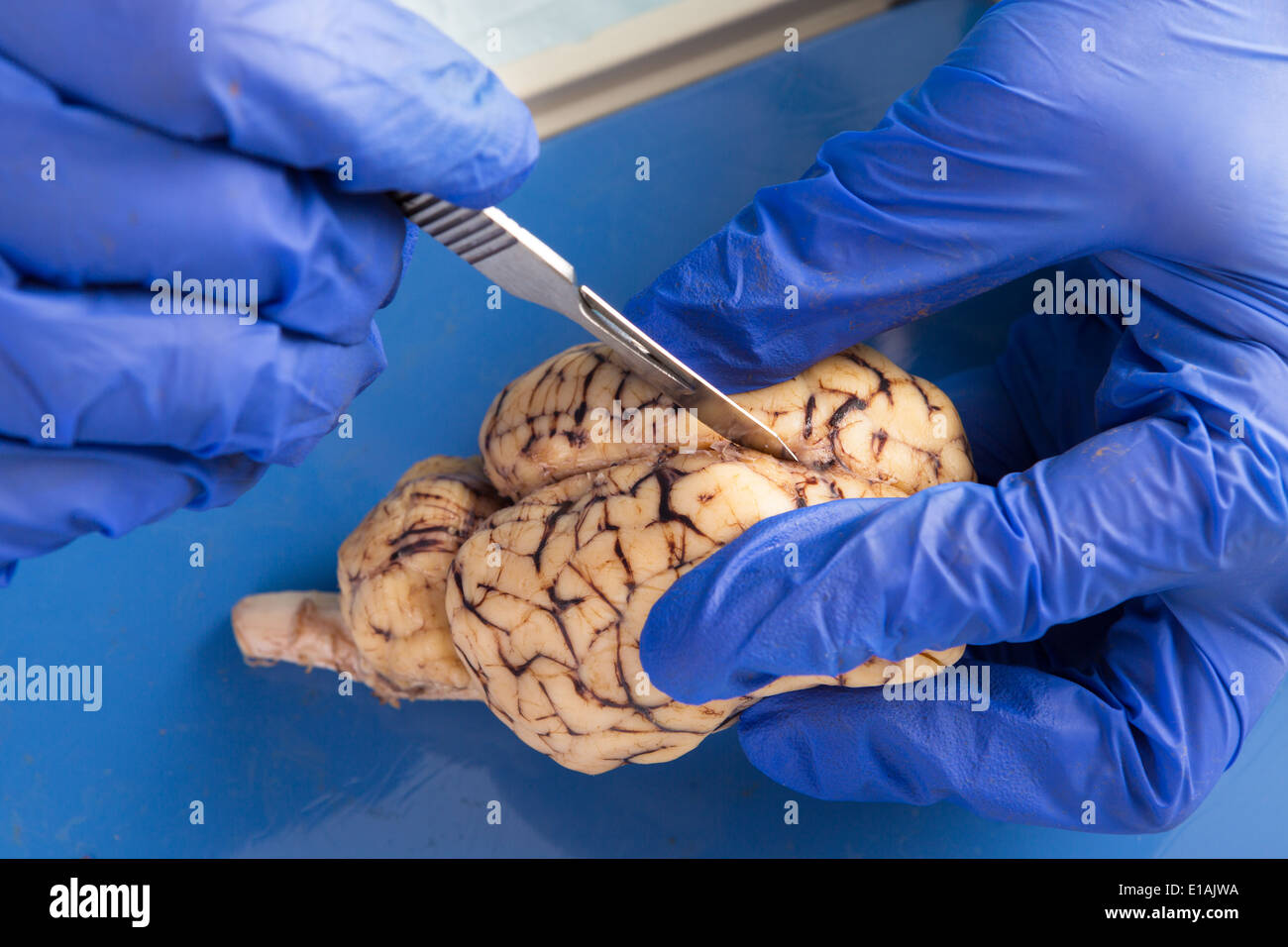 De près de l'anatomie des mains gantées d'un étudiant, vétérinaire, technologiste médical ou de dissection du cerveau d'une vache pathologiste Banque D'Images