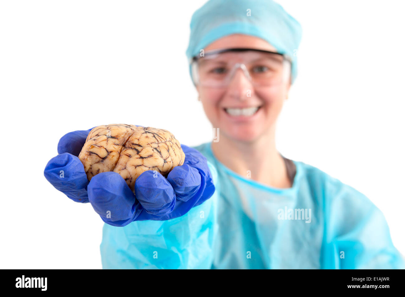 Pathologiste femelle ou technologiste médical tenant un cerveau de vache dans sa main étendue vers l'appareil photo, isolated on white Banque D'Images