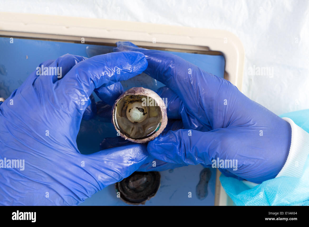 Globe oculaire d'une brebis à la recherche à travers la pupille de l'objectif affiché dans la main gantée d'un étudiant à l'université de physiologie Banque D'Images