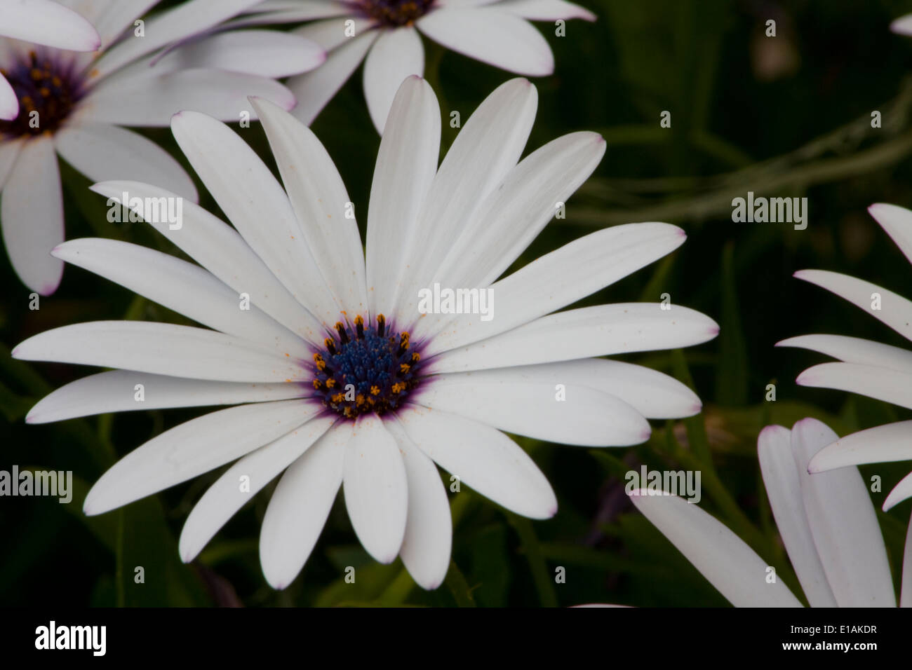 African daisies Banque D'Images