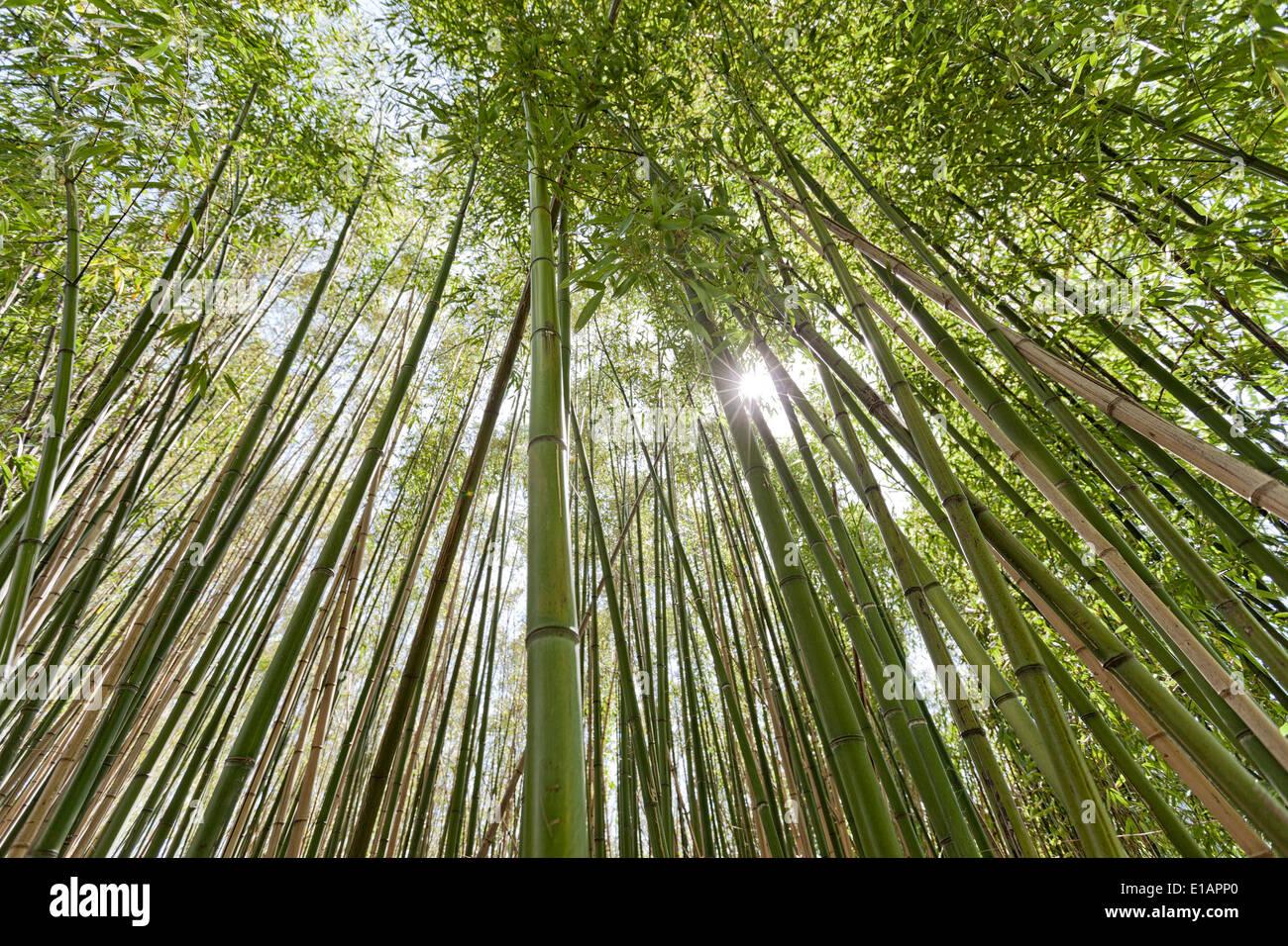 Forêt de bambous. Banque D'Images