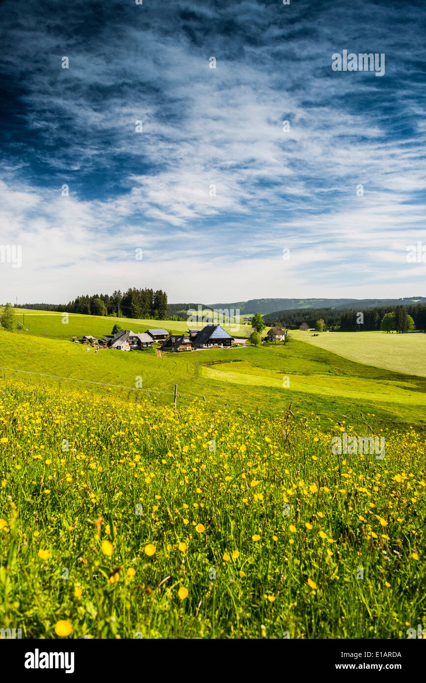 Flower meadow, ferme traditionnelle à l'arrière, près de Gütenbach, Furtwangen im Schwarzwald, Forêt-Noire, Bade-Wurtemberg Banque D'Images
