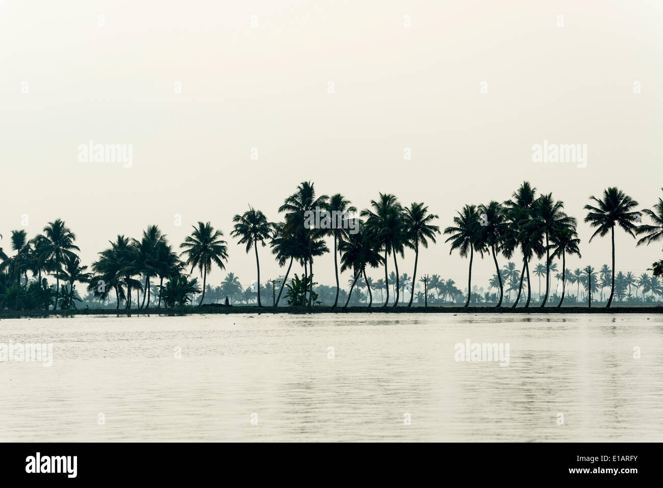 Paysage typique avec des palmiers, Kerala Backwaters, Alappuzha, Kerala, Inde Banque D'Images