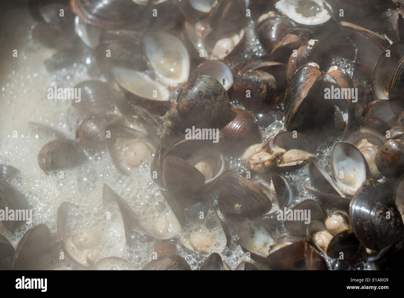 Faire bouillir les moules dans une grande casserole, Inde Banque D'Images