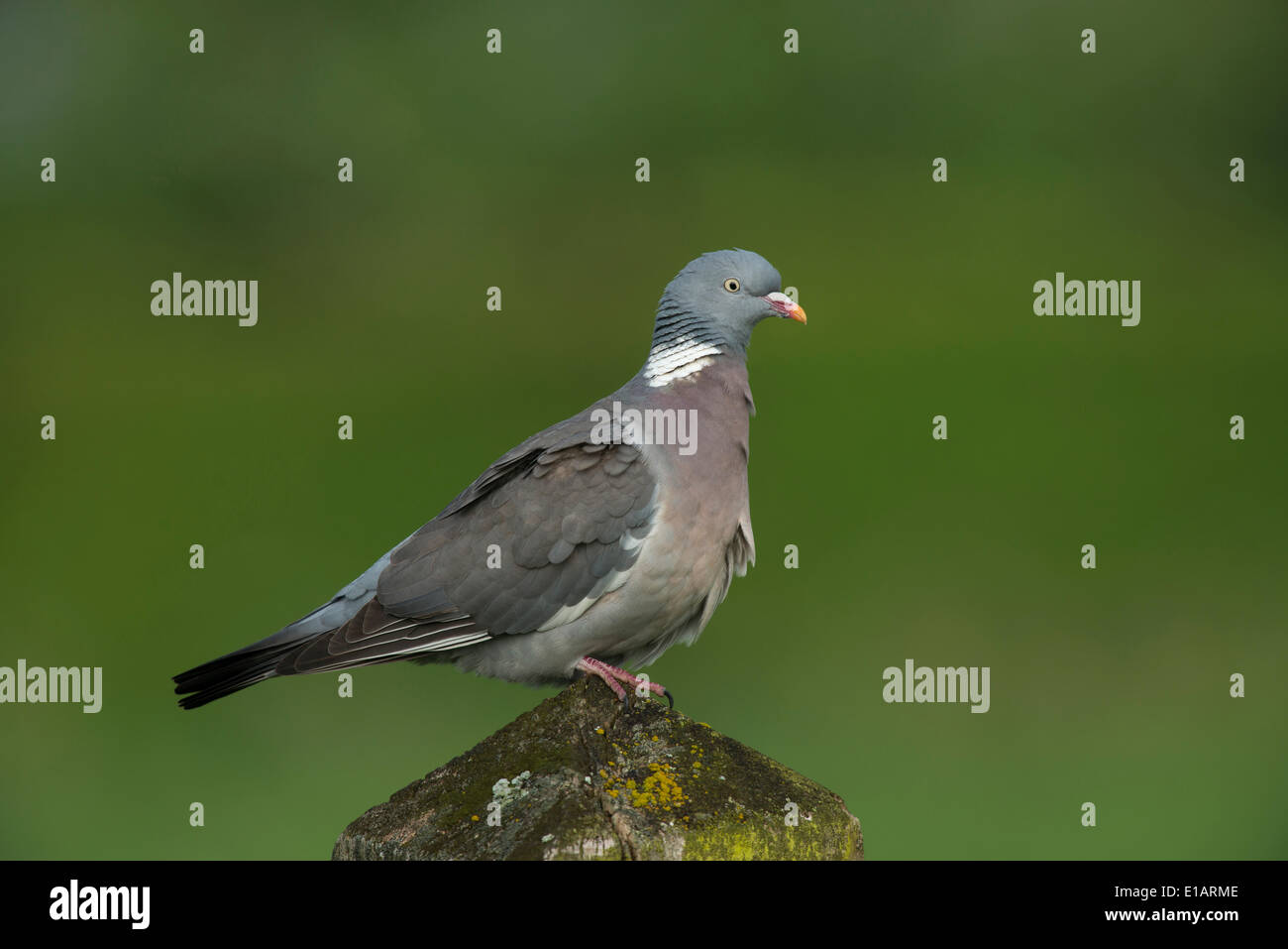 Pigeon ramier (Columba palumbus), Gueldre, Pays-Bas Banque D'Images