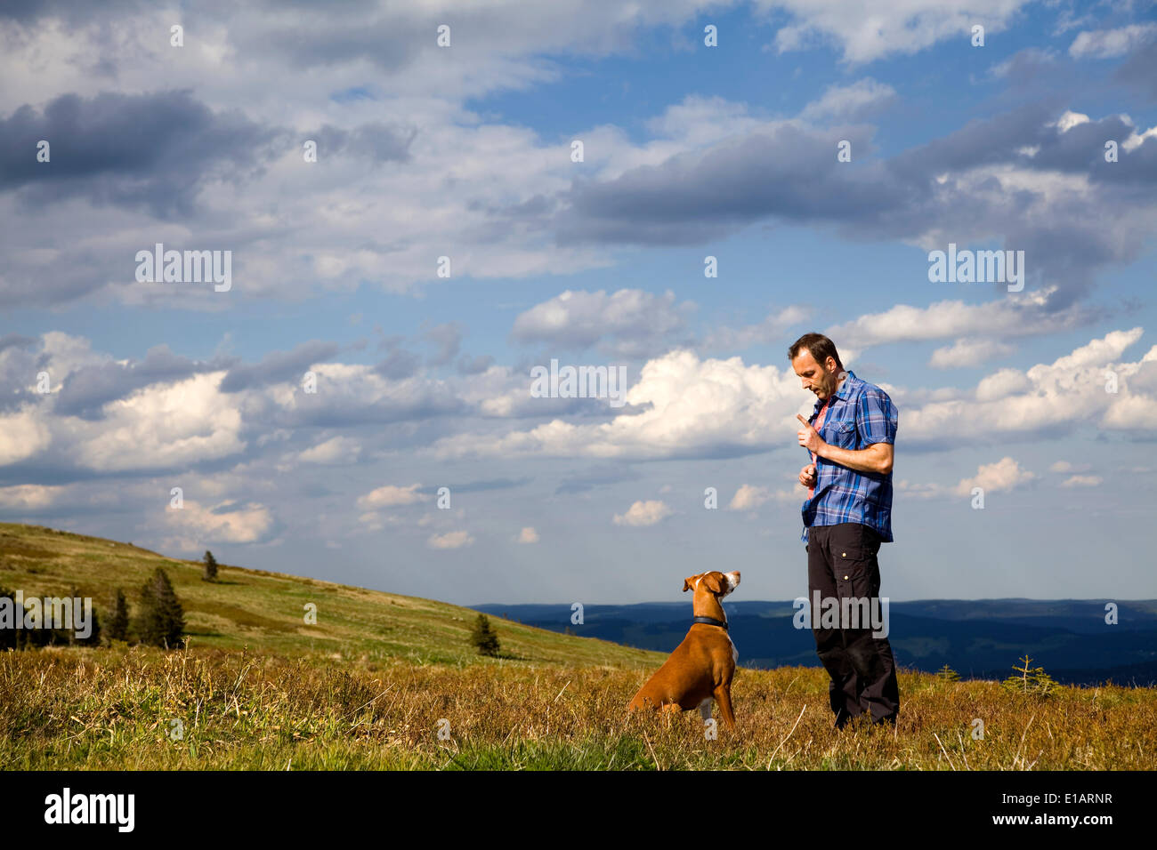 L'homme faisant son chien 'Il', ou Canaries Podenco Hound, homme, Bade-Wurtemberg, Allemagne Banque D'Images