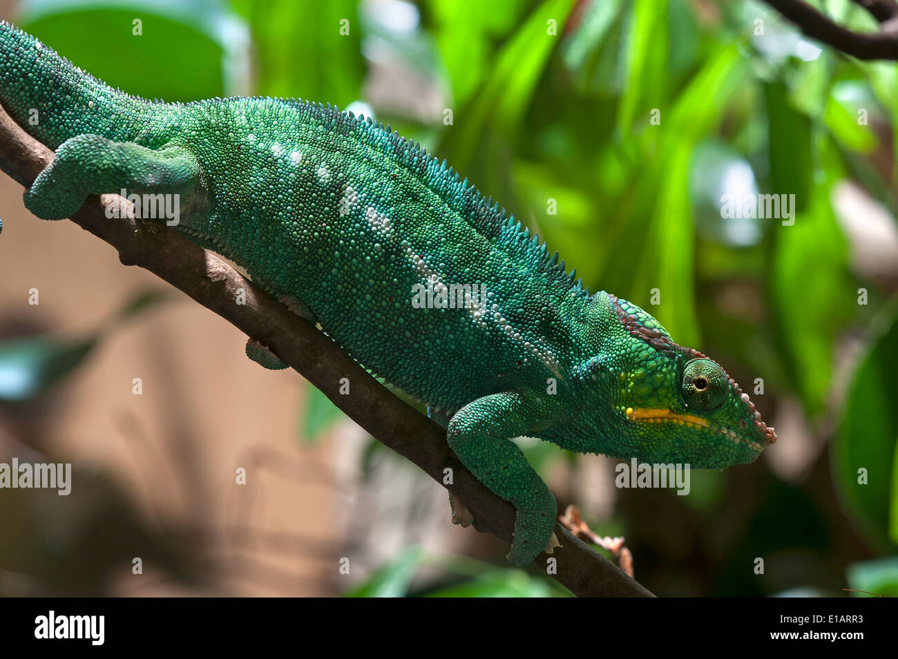 Caméléon panthère (Furcifer pardalis) dans un terrarium, captive, zoo de Nuremberg, Nuremberg