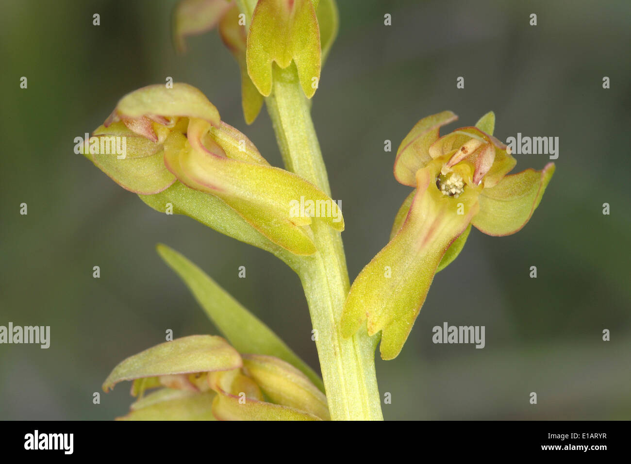 Orchidée grenouille ou à bractées foliacées orchidée vert (Coeloglossum viride), la floraison, Parc National de l'Eifel, en Rhénanie du Nord-Westphalie, Allemagne Banque D'Images