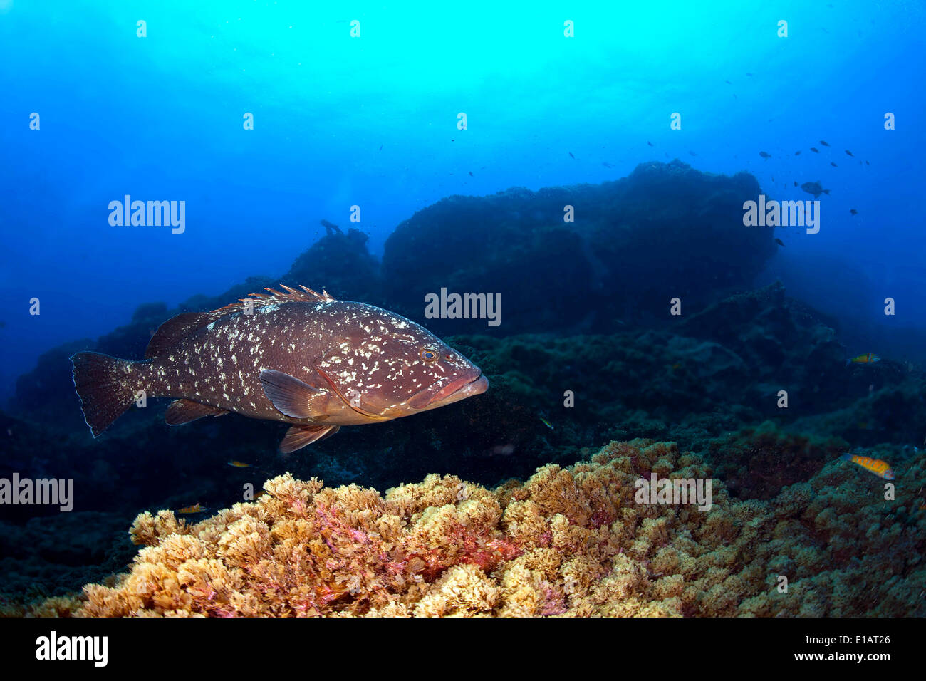 Mérou sombre ou mérou (Epinephelus marginatus), près de Santa Maria, Açores, Océan Atlantique, Portugal Banque D'Images