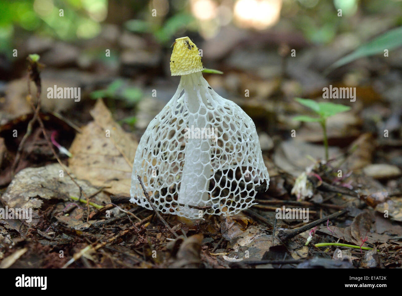 (Phallus phallus multicolor multicolor), Parc National de Lobéké, région du sud-ouest, Cameroun Banque D'Images