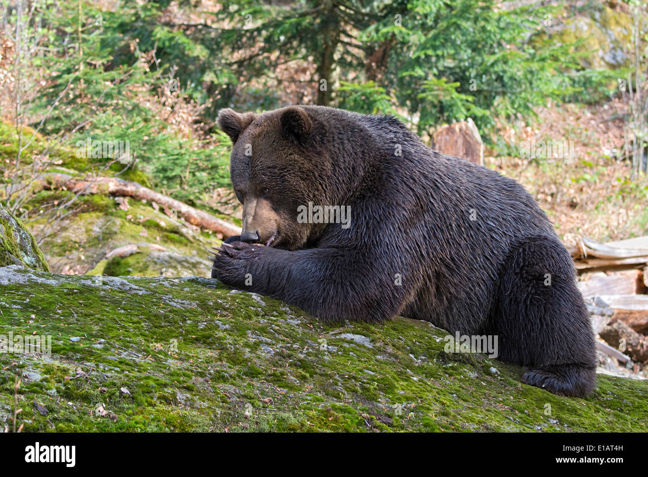 Ours brun (Ursus arctos), homme, captive, animal enclosure, Bavarian Forest National Park, Bavière, Allemagne Banque D'Images