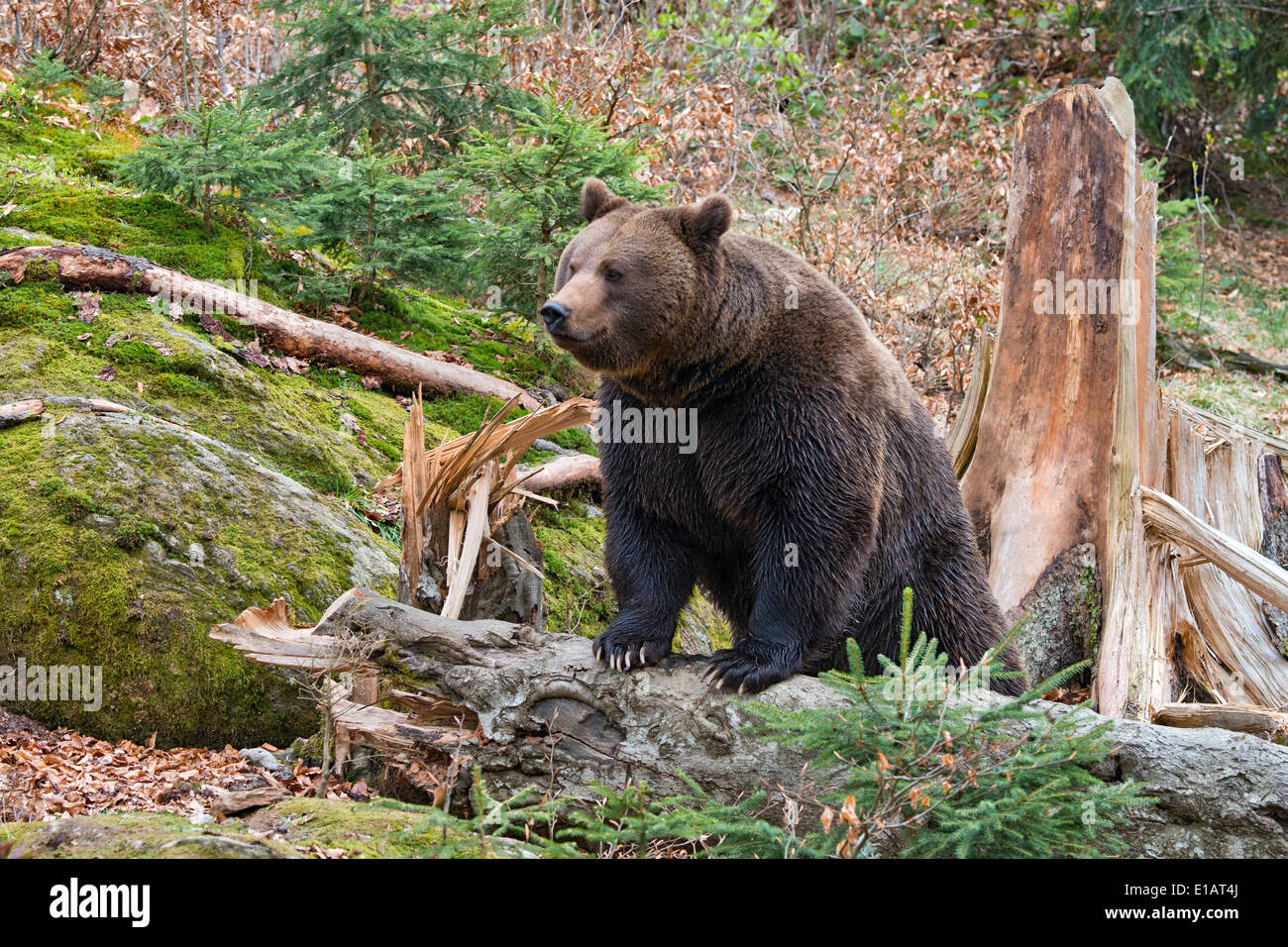 Ours brun (Ursus arctos), homme, captive, animal enclosure, Bavarian Forest National Park, Bavière, Allemagne Banque D'Images