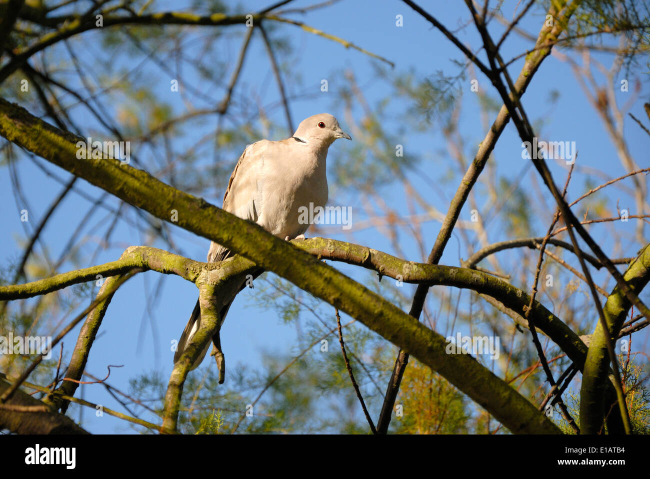Collard (Steptopelia decaocto Tourterelle) assis sur une branche Banque D'Images
