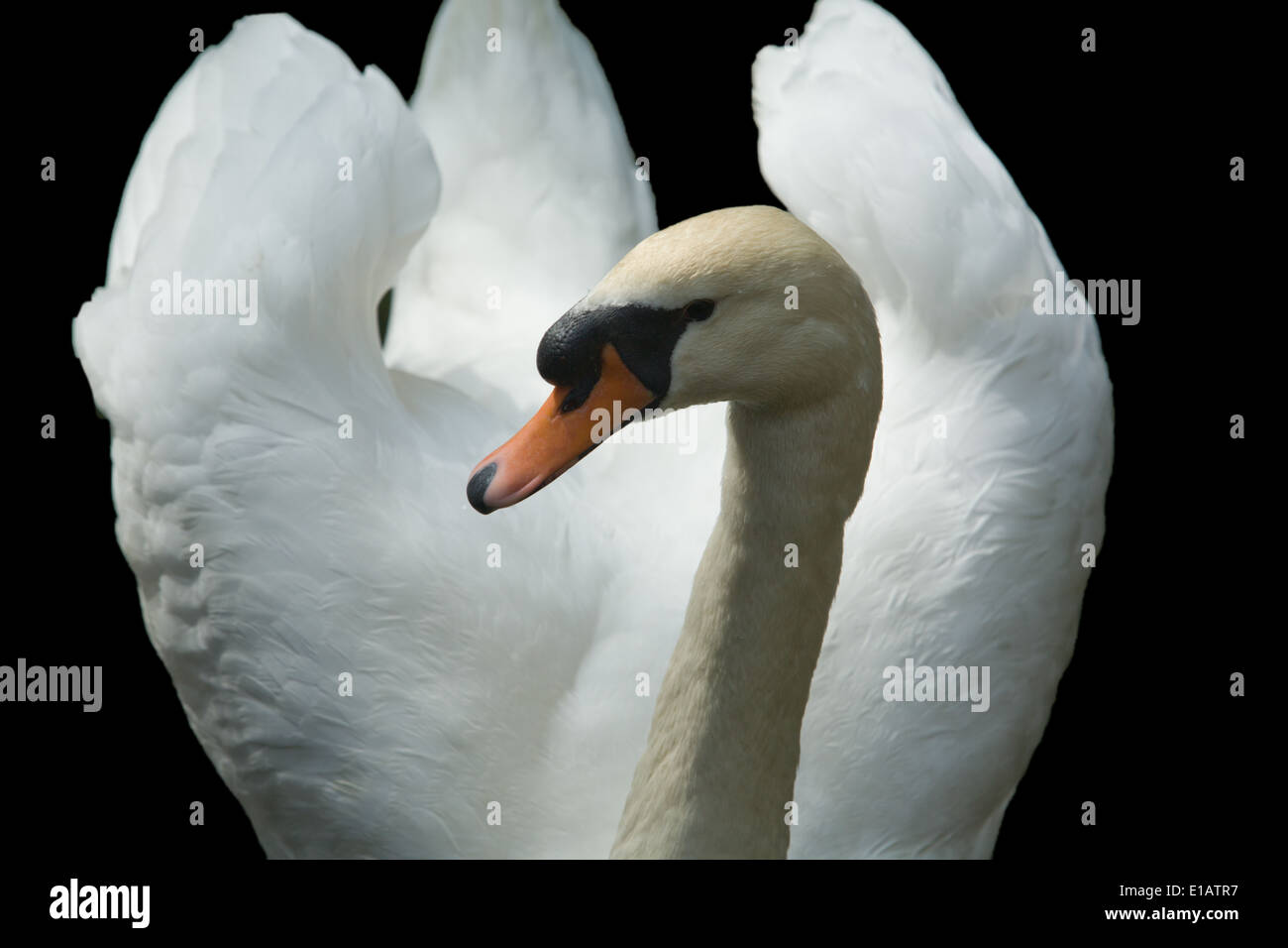 Cygne blanc élégant sur fond noir isolé Banque D'Images