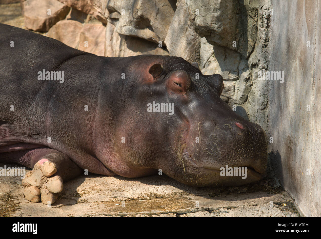 Le Sleepy hippo dans zoo, Cordoba, Espagne Banque D'Images