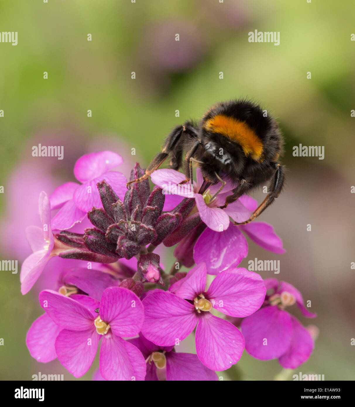 Le chamois, la reine bourdon Bombus terrestris sur giroflée vivace rose(5 DE 8) Banque D'Images