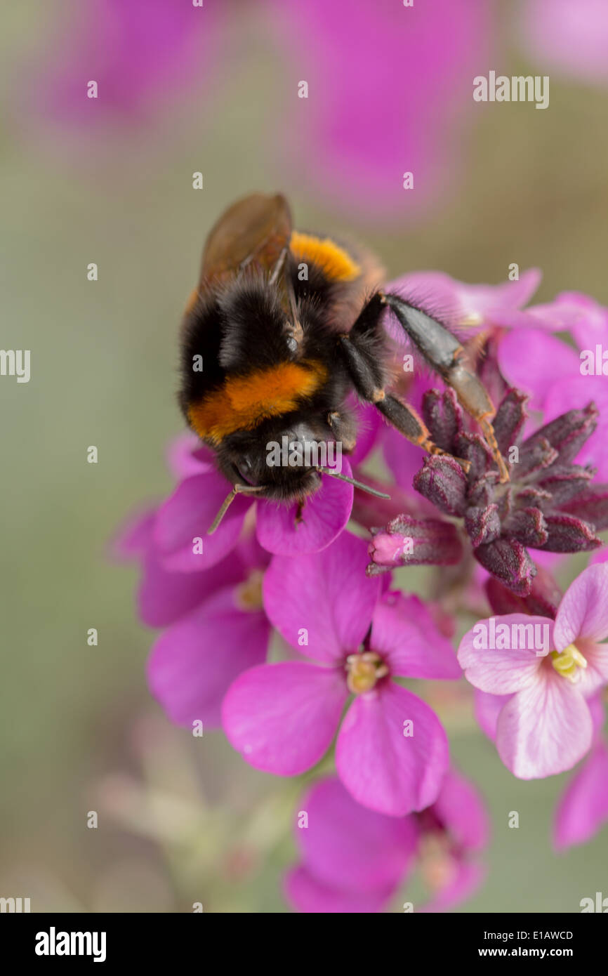 Le chamois, la reine bourdon Bombus terrestris sur giroflée vivace rose(2 DE 8) Banque D'Images