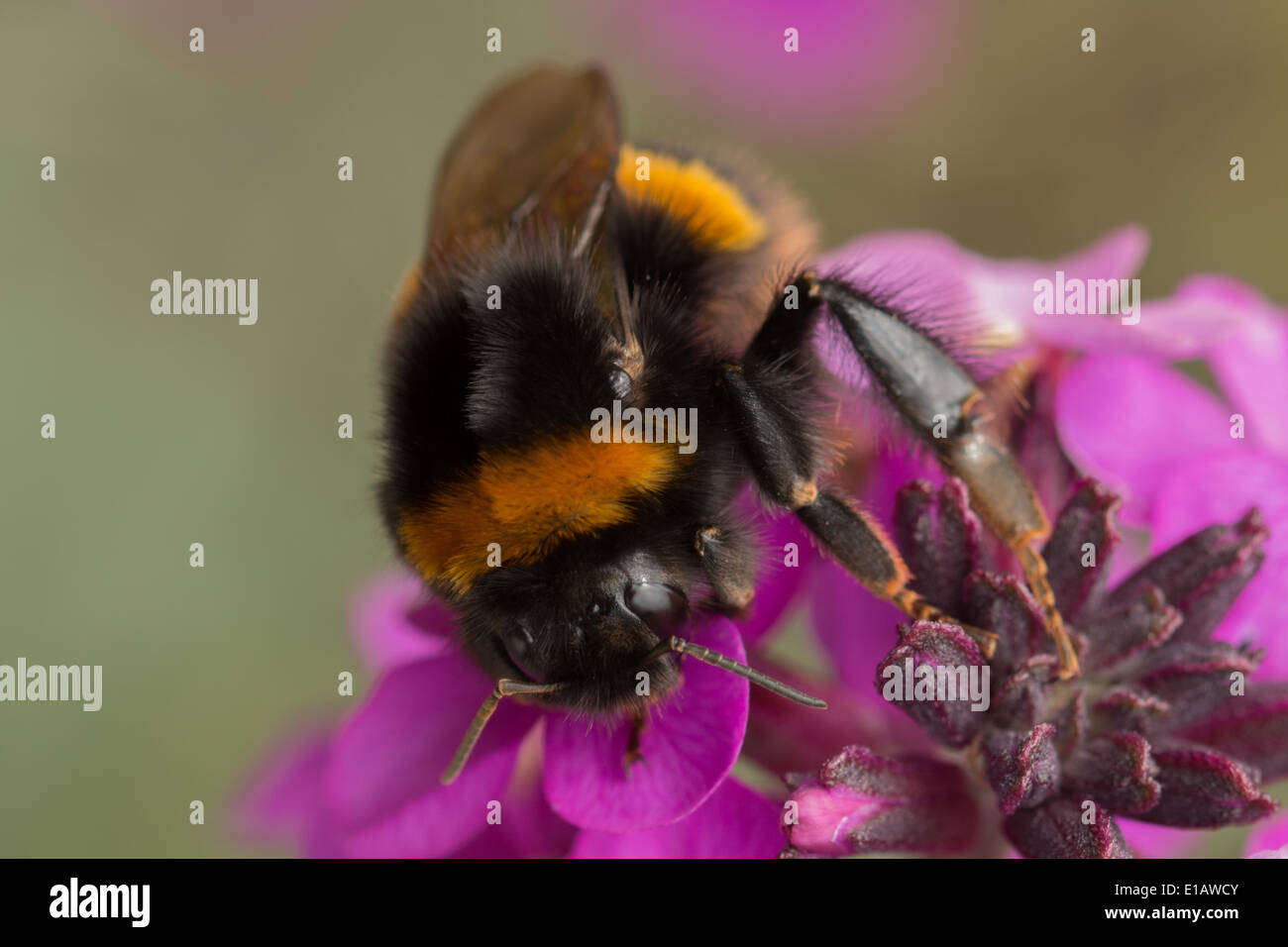 Le chamois, la reine bourdon Bombus terrestris sur giroflée vivace rose(1 DE 8) Banque D'Images