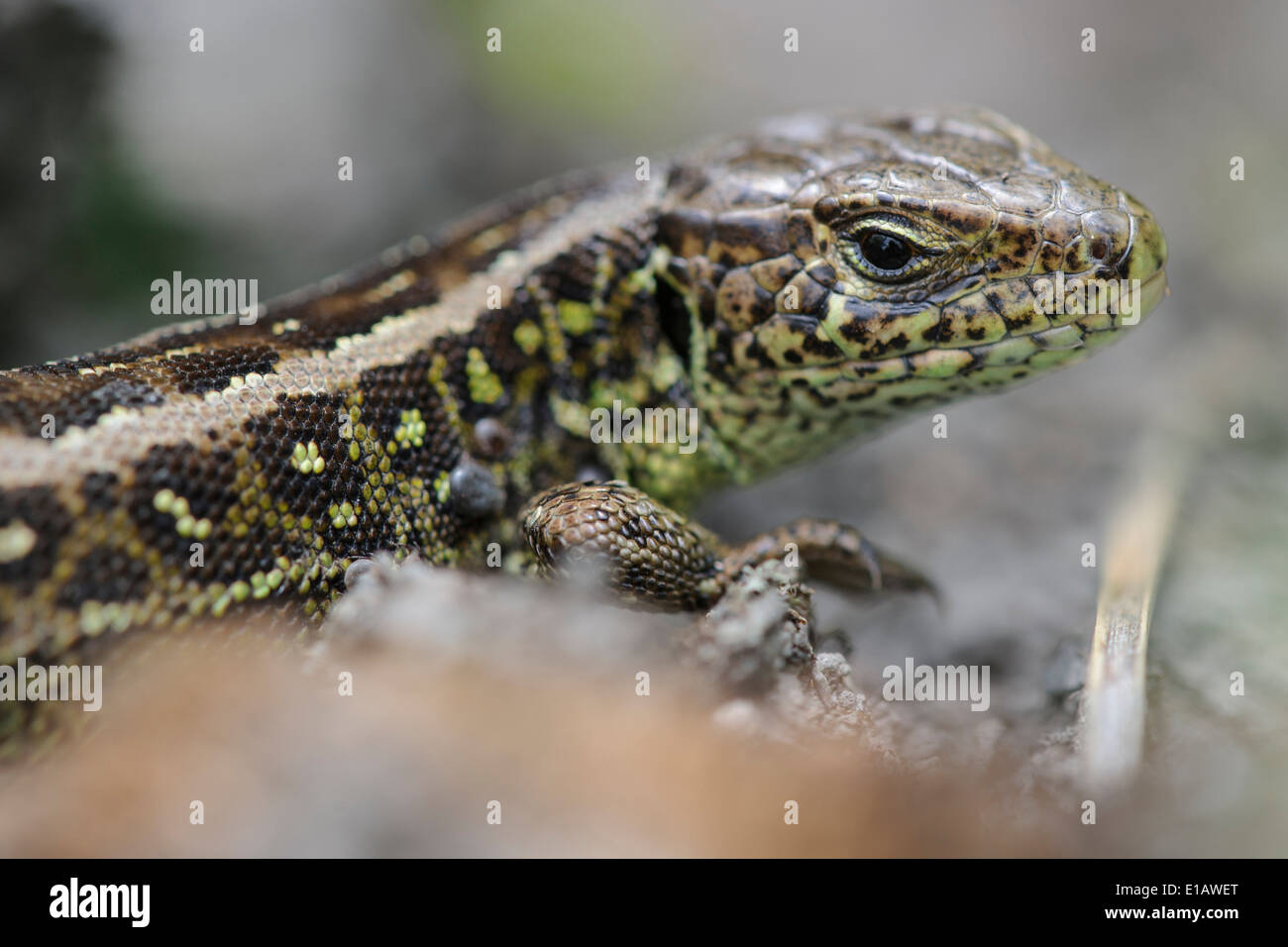 Le sable, lézard Lacerta agilis, dammer bergsee, district de Vechta, Niedersachsen, Allemagne Banque D'Images