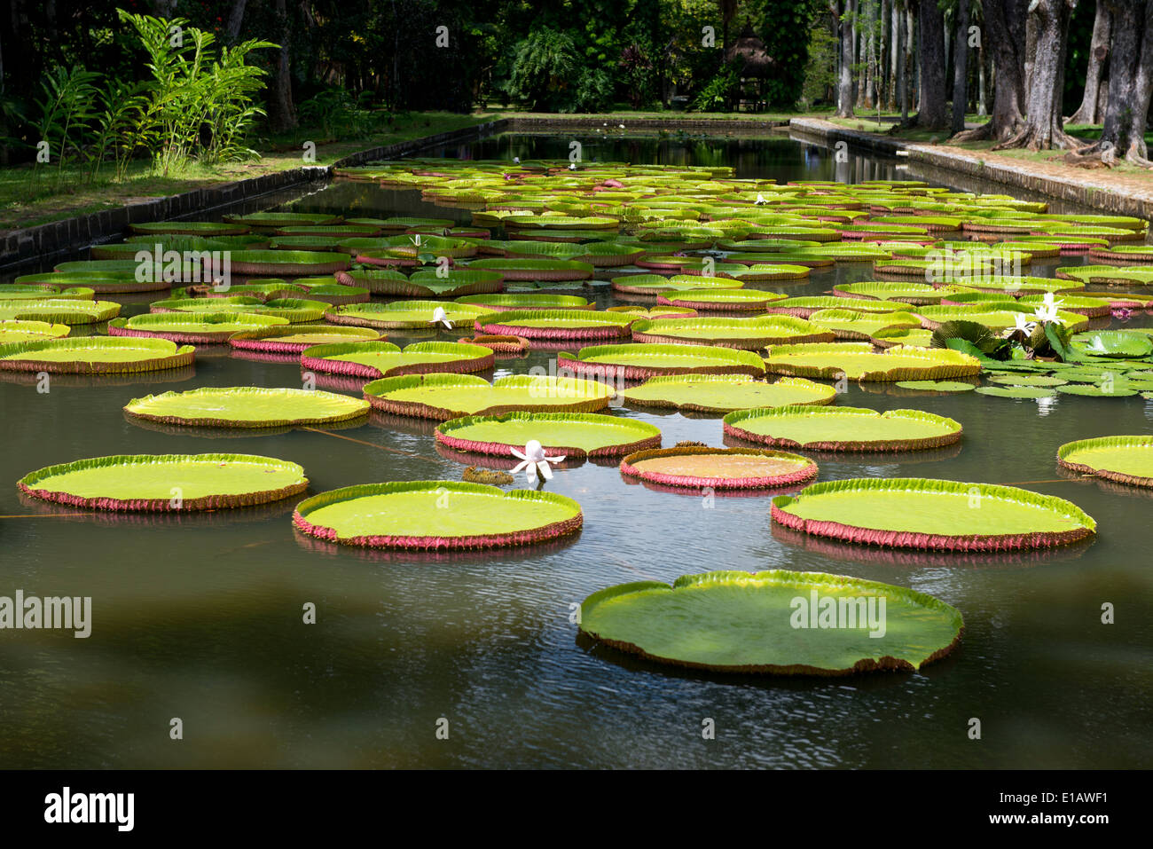 Le Lotus (Nelumbo nucifera) réservoir à la Seewoosagur Ramgoolam, le Jardin botanique royal, de pamplemousses Ile Maurice Banque D'Images