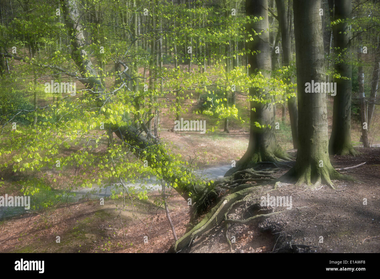 Forêt de hêtres, district de Vechta, Niedersachsen, Allemagne Banque D'Images