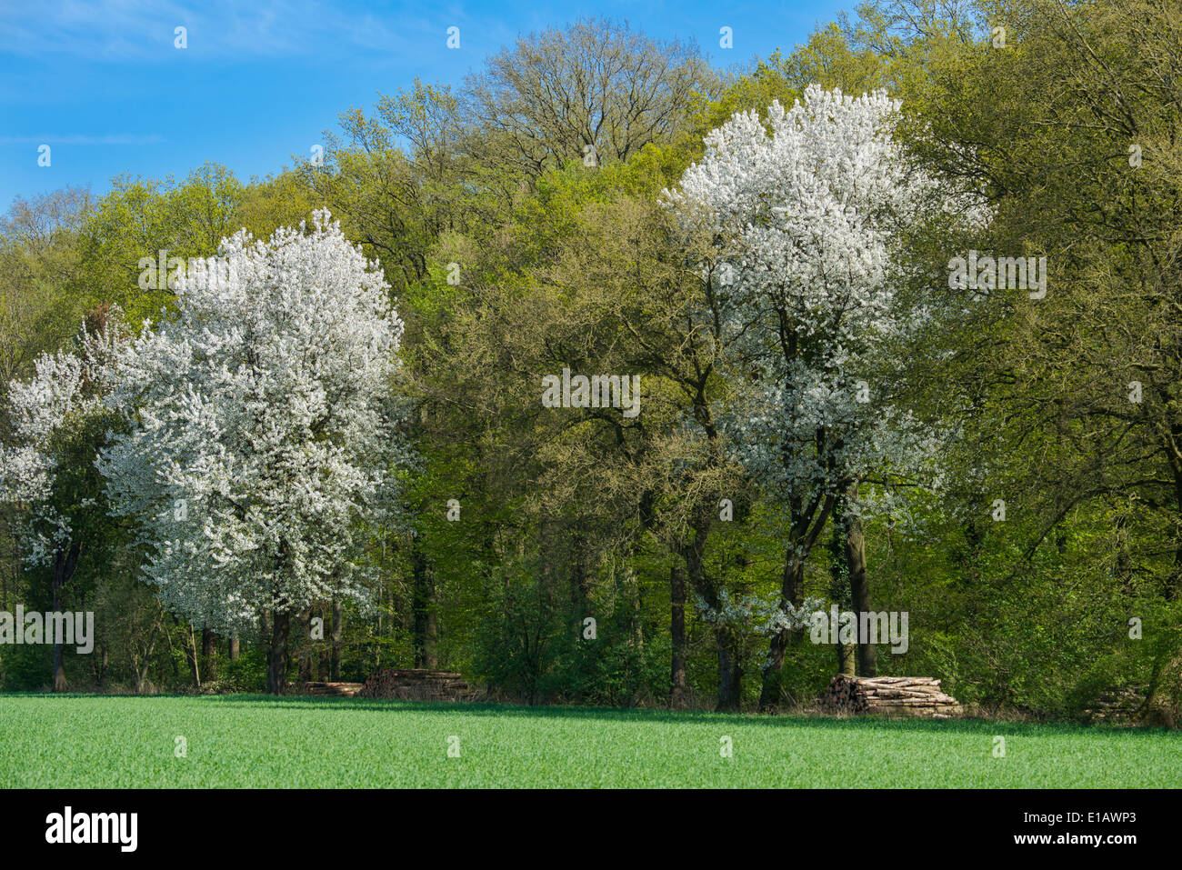 Blooming cherry tree à l'orée d'une forêt, district de Vechta, Niedersachsen, Allemagne Banque D'Images