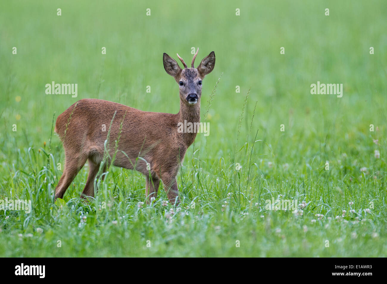 Buck, le chevreuil capreolus capreolus, Vechta, Niedersachsen, Basse-Saxe, Allemagne Banque D'Images