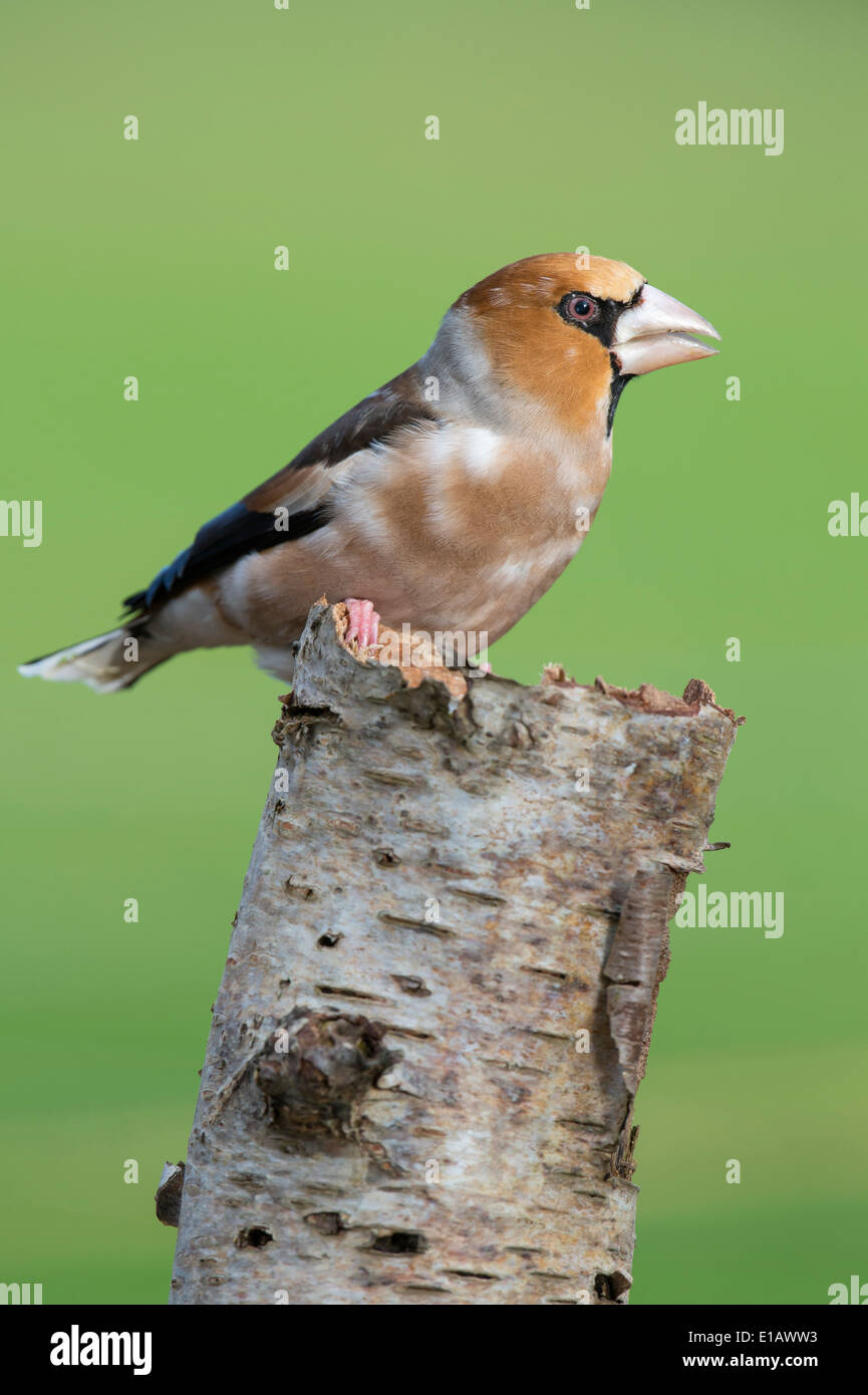 Coccothraustes coccothraustes hawfinch, Vechta, district, Niedersachsen, Allemagne Banque D'Images