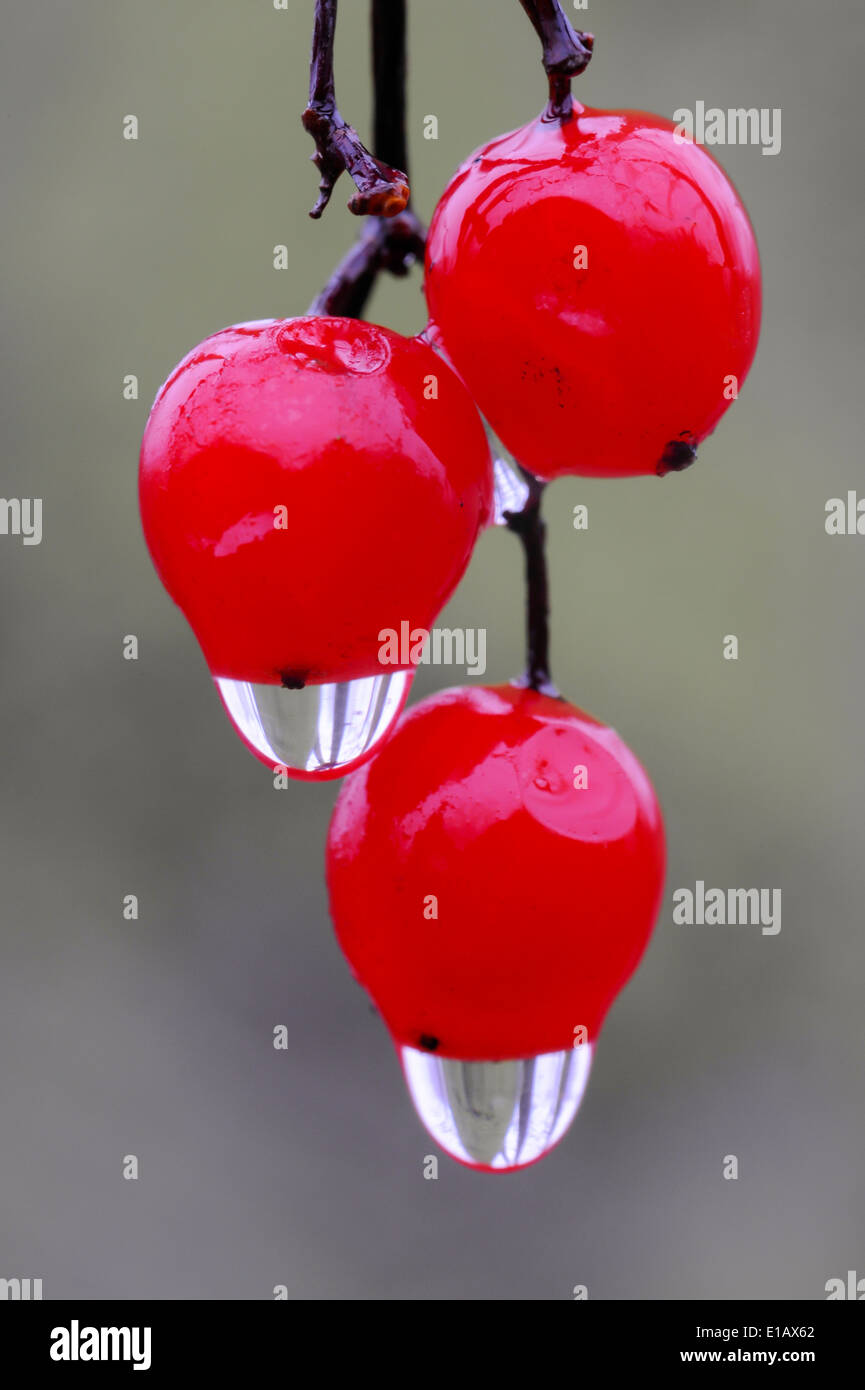 De fruits rouges wayfaring tree (viburnum lantana) avec de l'eau gouttes Banque D'Images