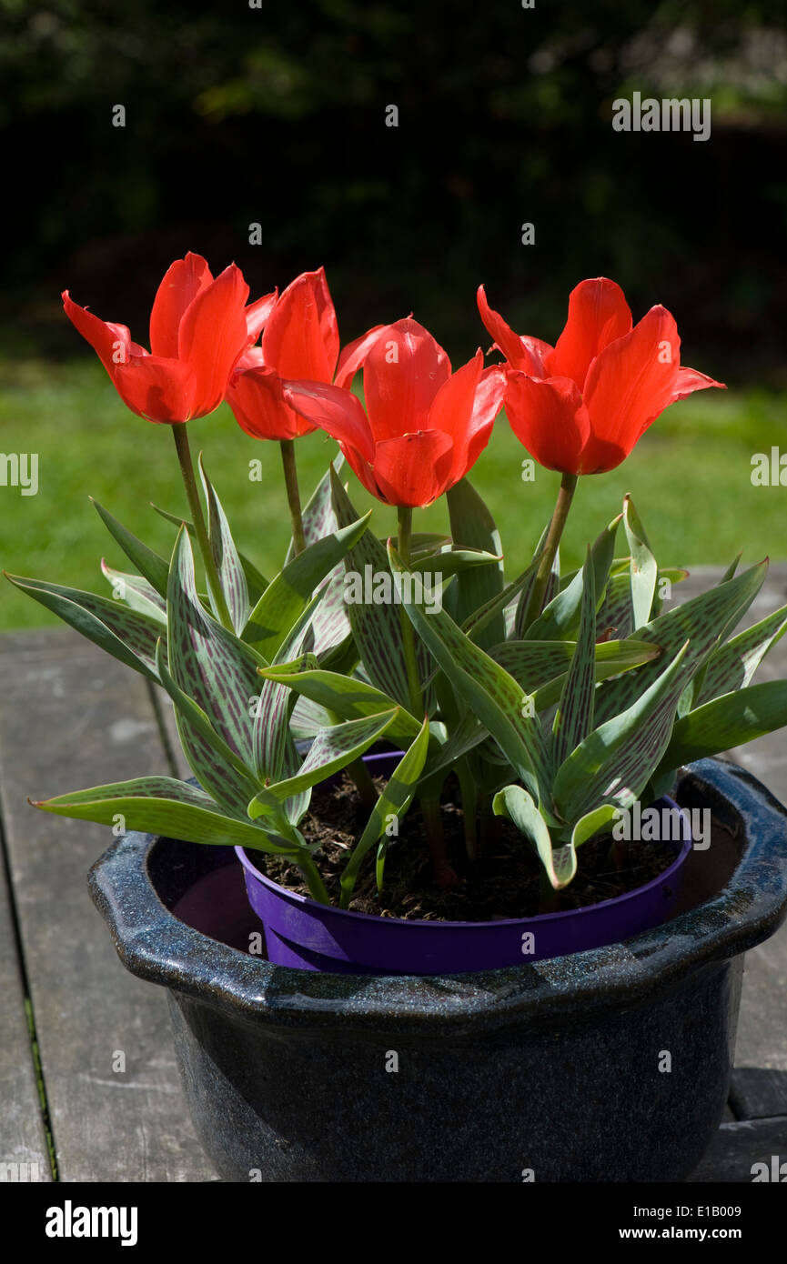 Tulipes 'Red Riding Hood' en marbre dans un pot Banque D'Images