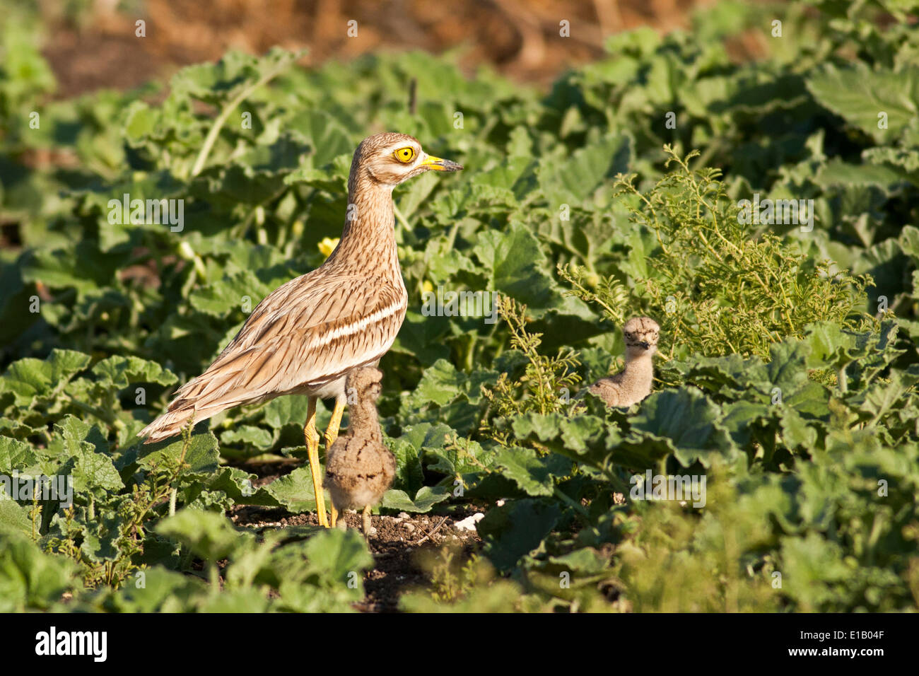 Oedicnème criard, Oedicnème, ou Bruant à gorge blanche (Burhinus bistriatus) avec les poussins. Banque D'Images