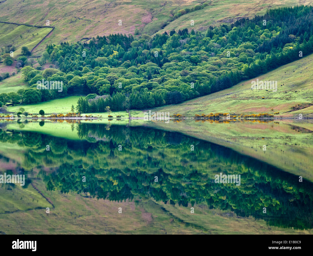Réflexions sur un matin calme sur le Wastwater Lake District Banque D'Images