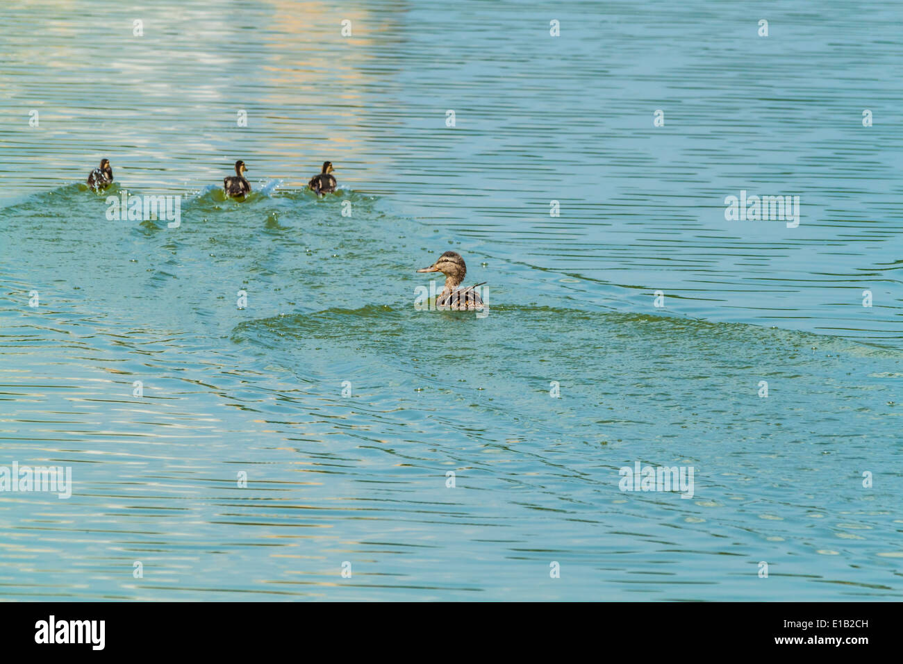 Photo d'un canard sauvage avec les canetons Banque D'Images