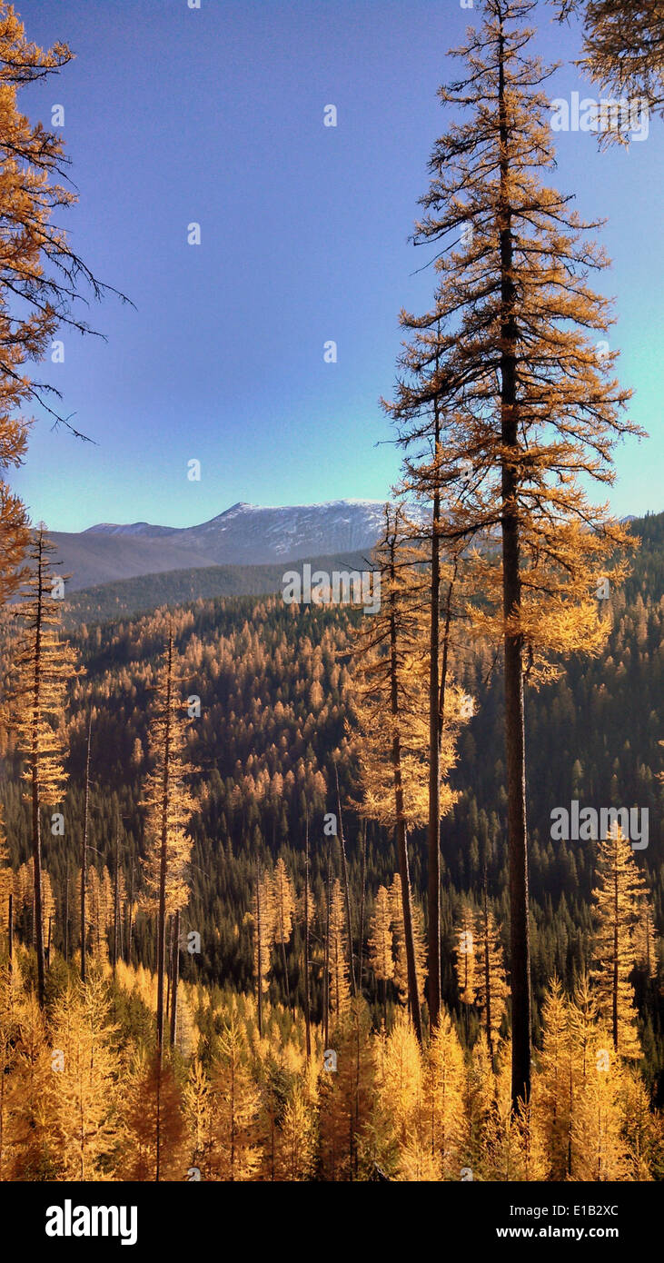 Elk Meadows Road et East Fork de Lolo Creek Road3 Banque D'Images