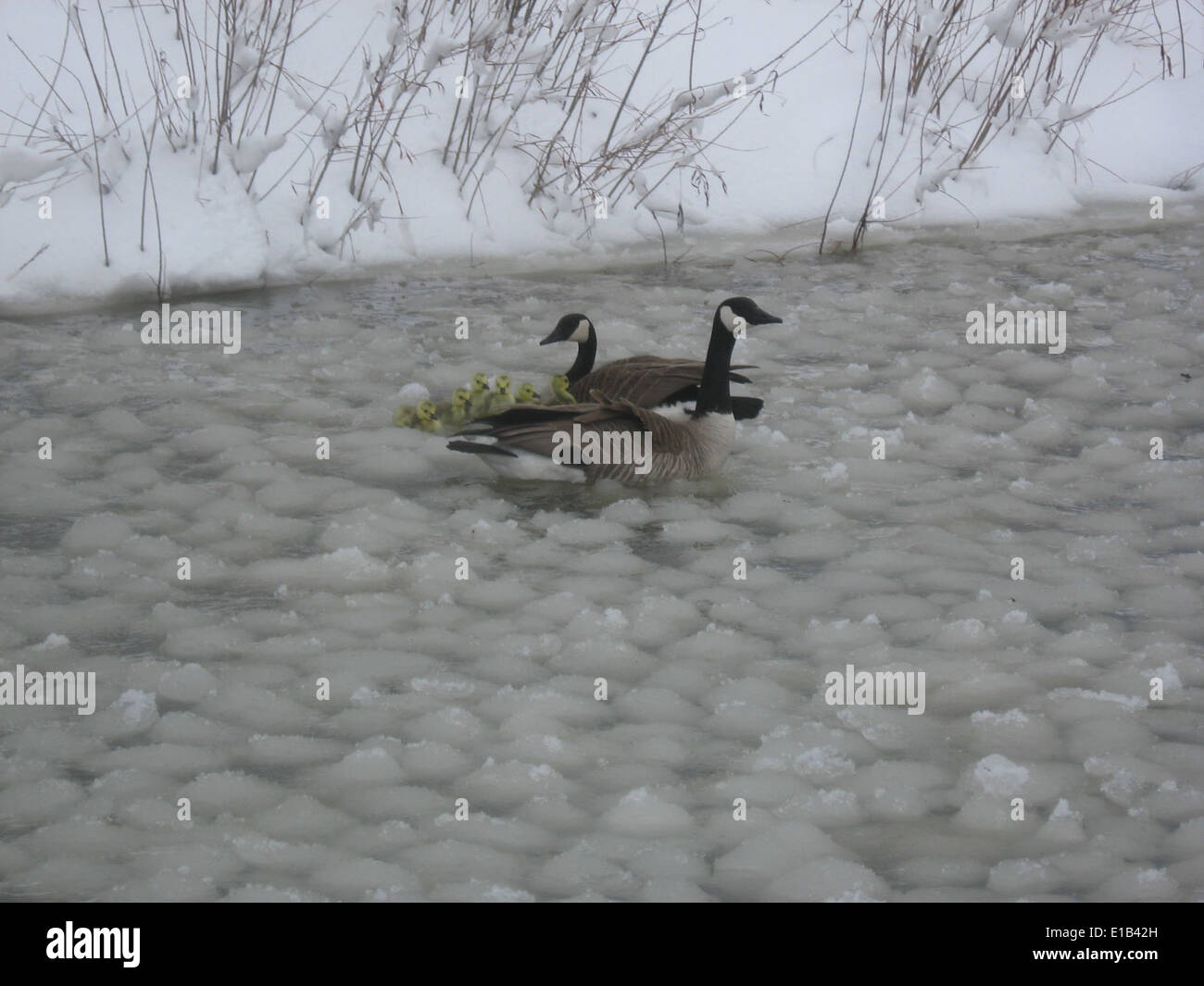 Le Smith River Rafting Banque D'Images