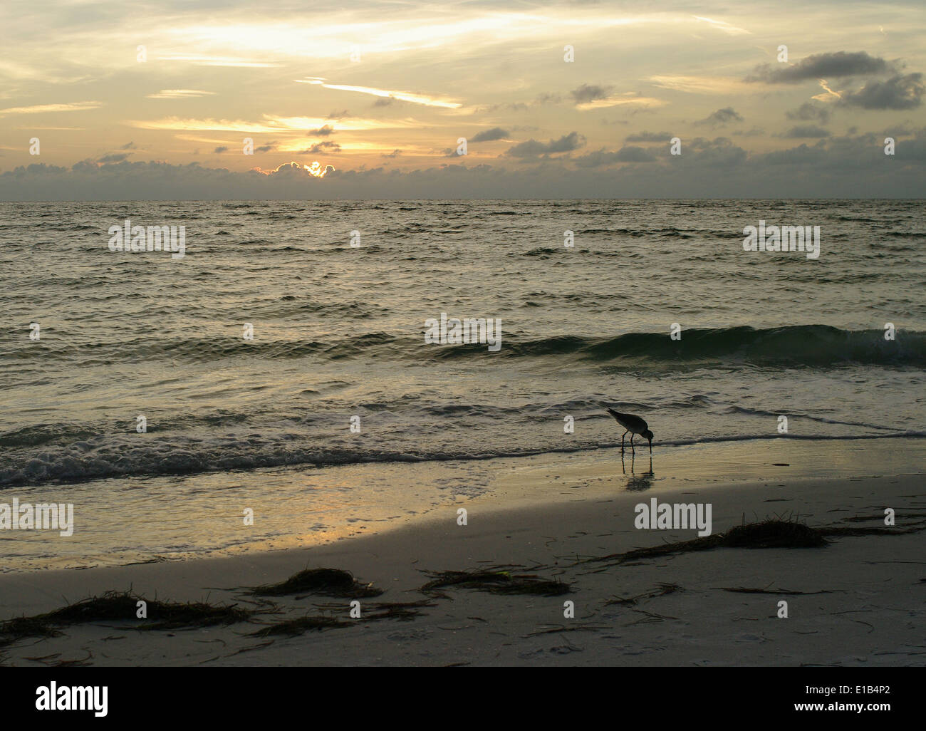 Une mouette rss près du littoral au coucher du soleil sur le golfe du Mexique à Sarasota, Floride, USA. Banque D'Images