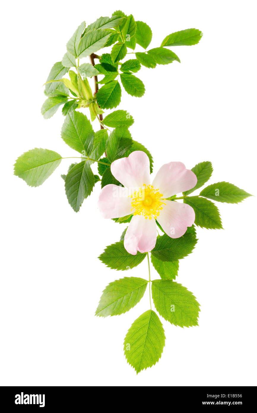 Dog Rose (rosa canina) Banque D'Images