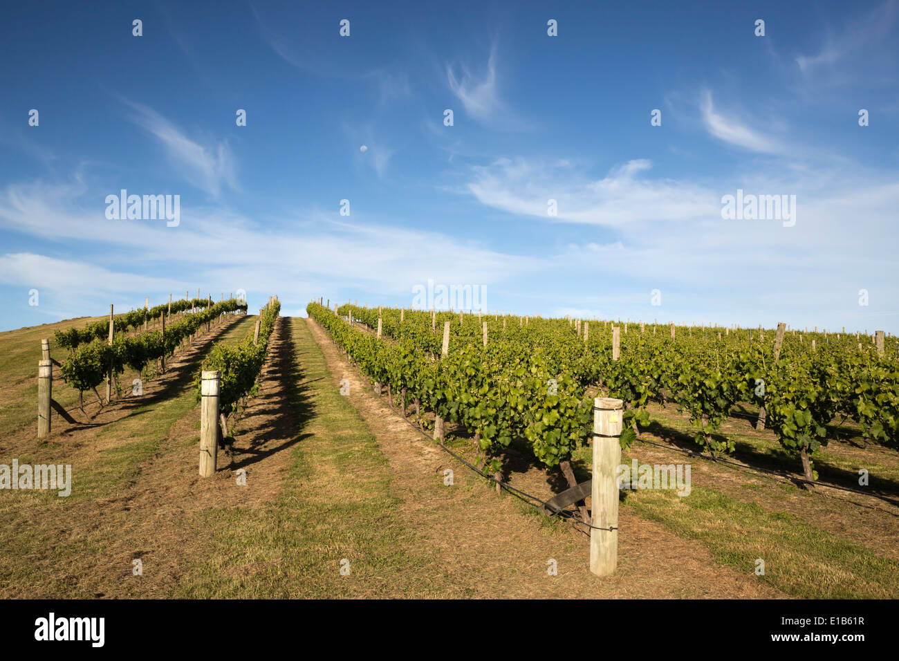 Des vignobles en bordure du lac Delta Heights Road Banque D'Images