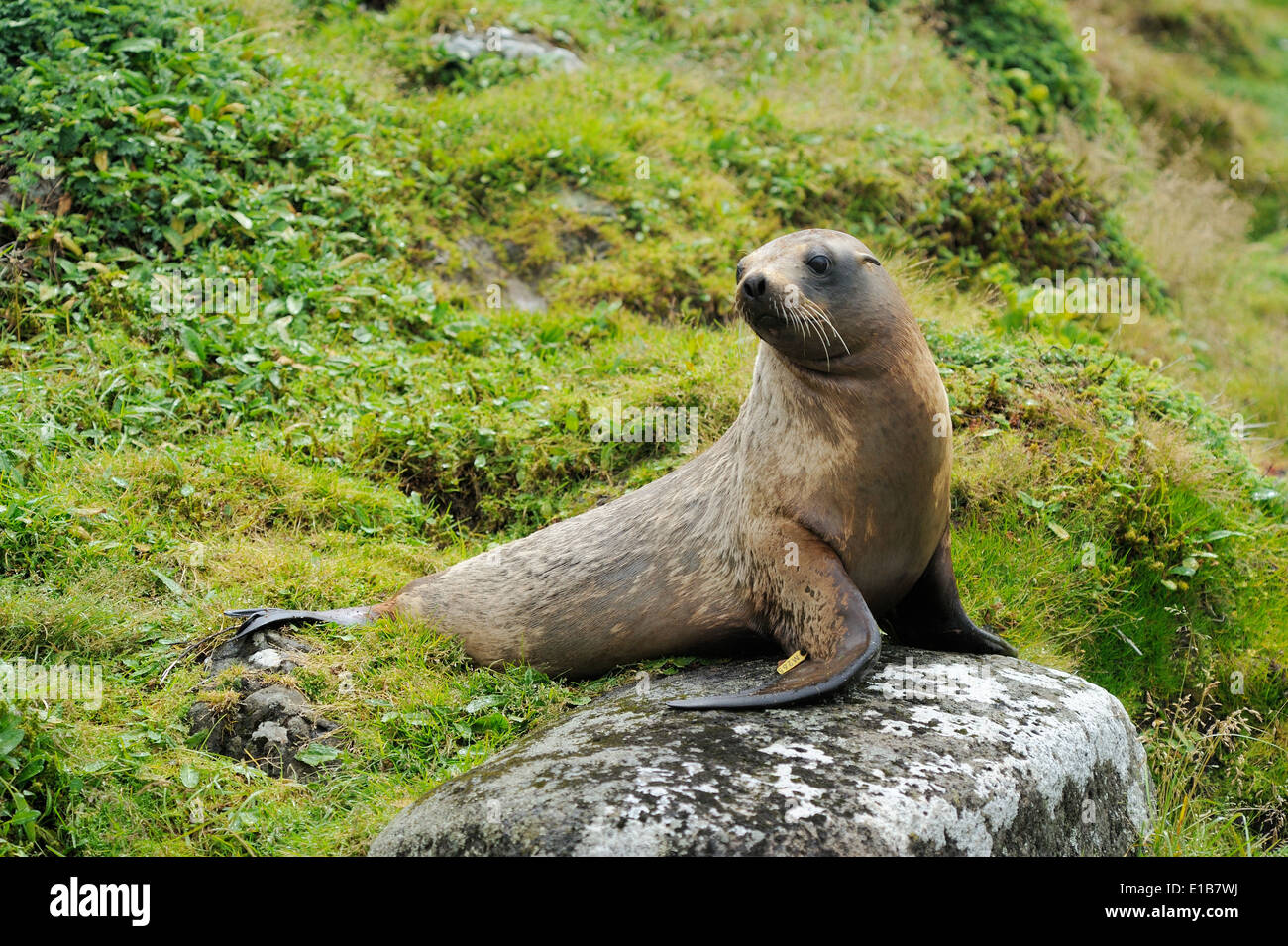 Hooker's Sealion (Phocarctos hookeri) entre l'herbe assis sur un rocher. Banque D'Images