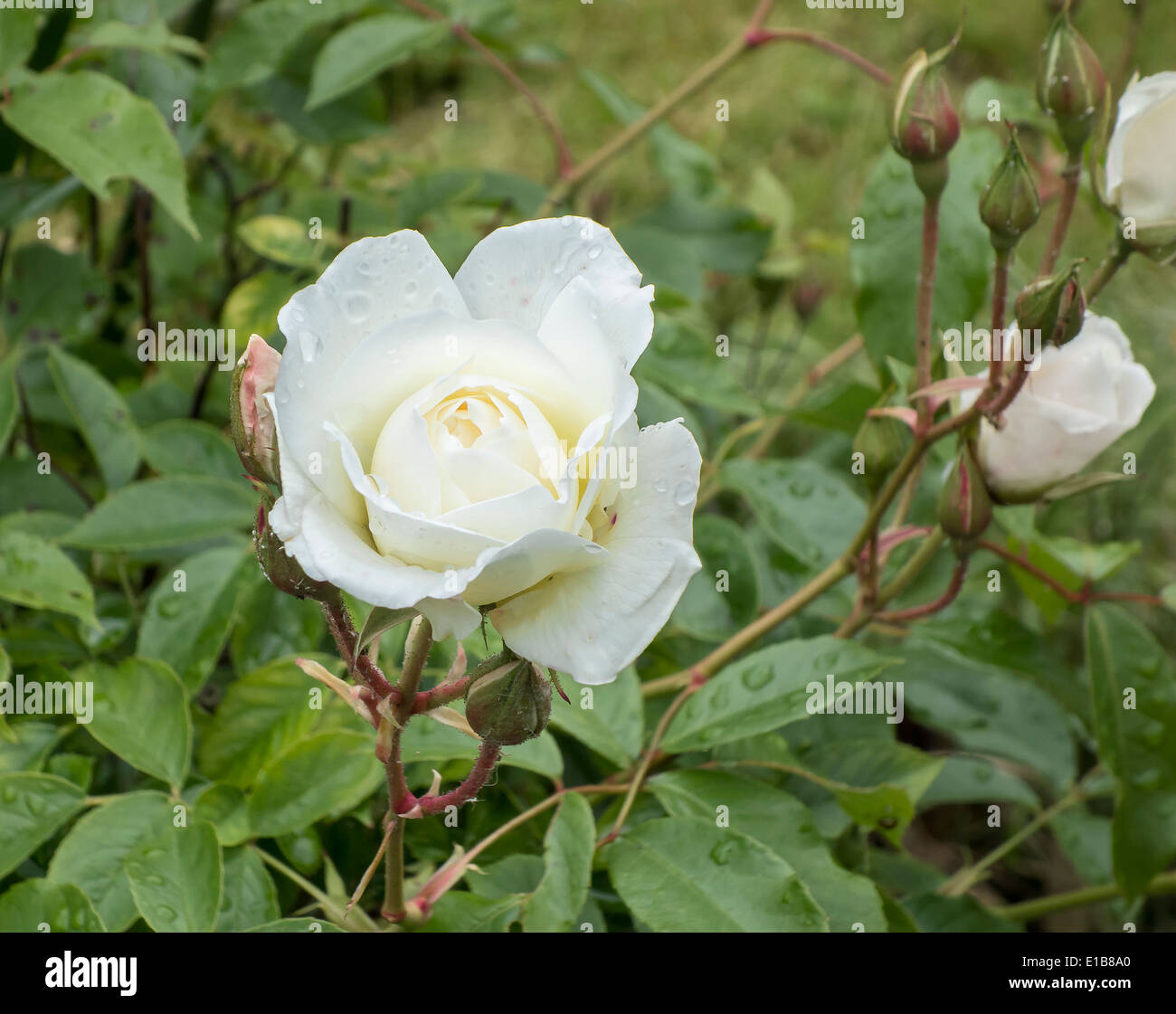 Iceberg White Rose Banque D'Images
