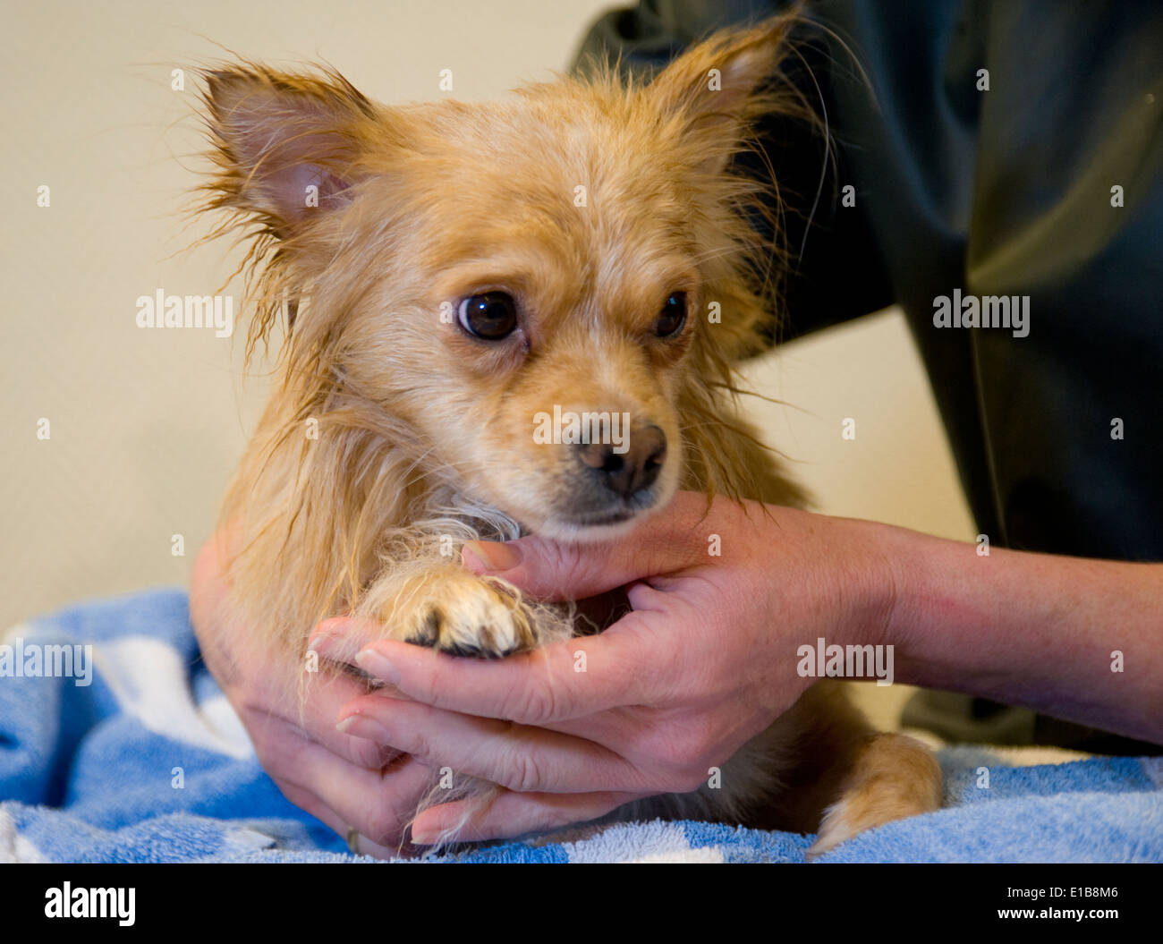 Petit chien obtenir un massage Banque D'Images