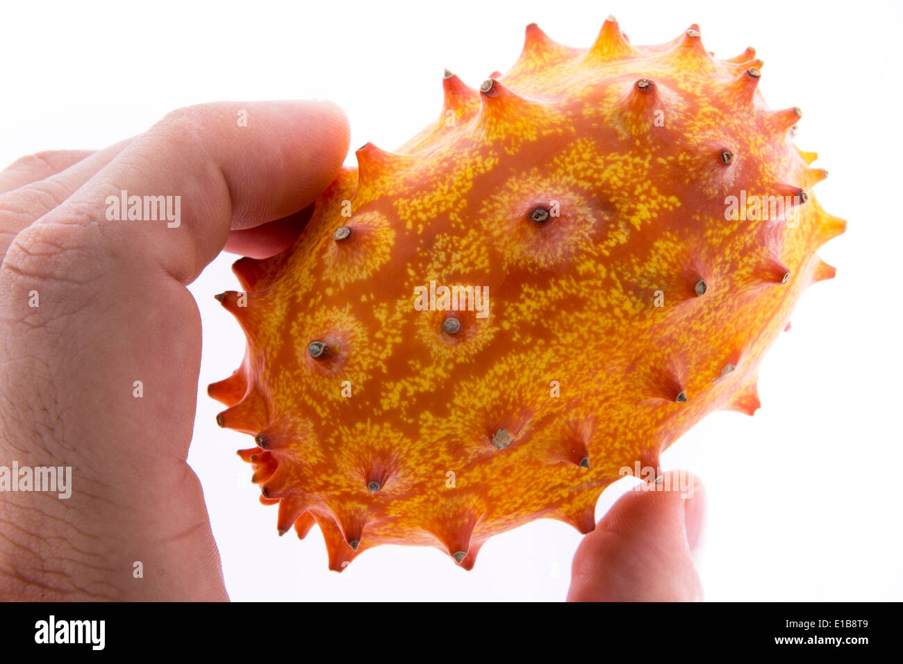 Gros plan des doigts d'un homme tenant un kiwano ou melon à cornes, un cucurbita avec une orange zeste hérissés d'un piquant Banque D'Images