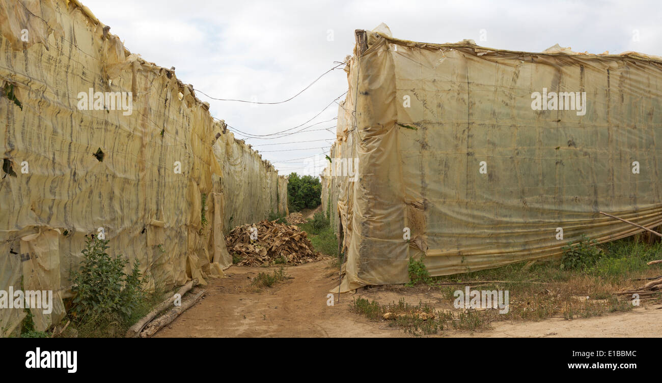Panorama à la recherche entre les rangées de grandes polytunnels dans une bananeraie Banque D'Images