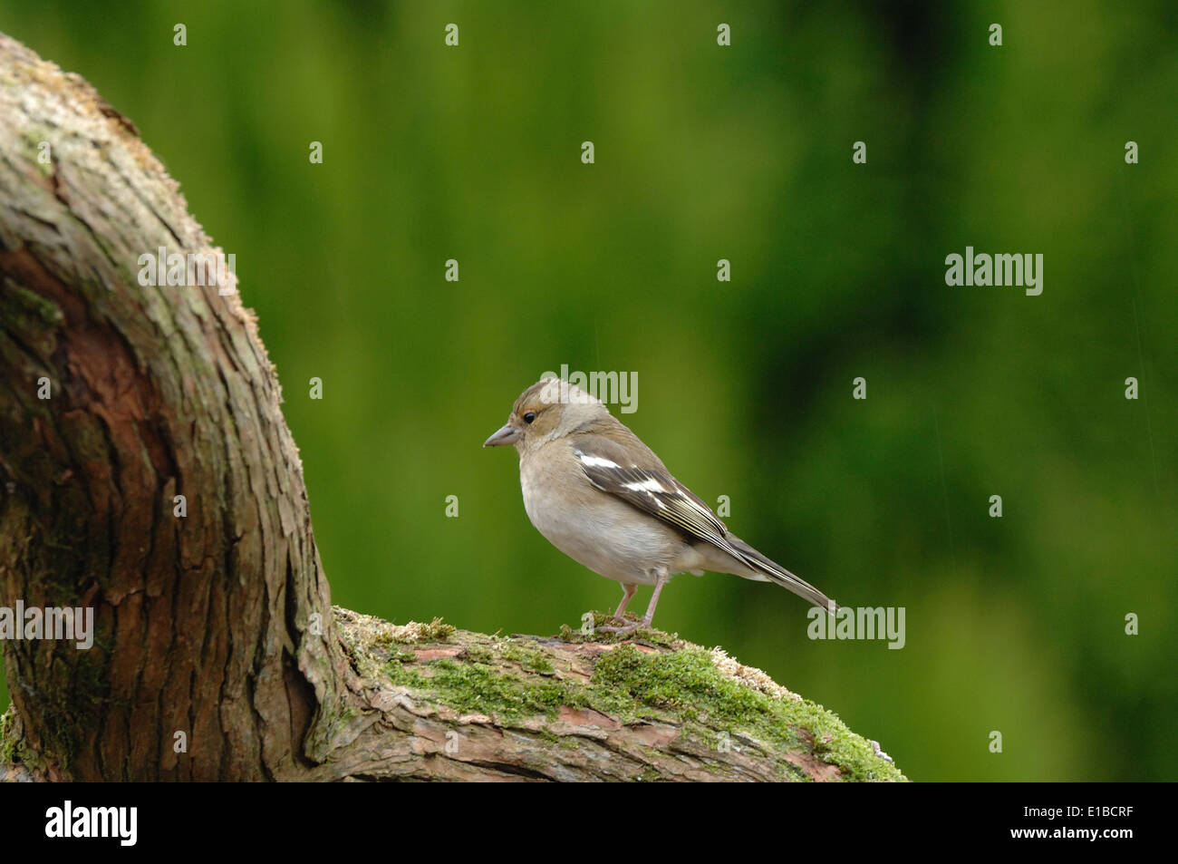 Chaffinch sur branch Banque D'Images